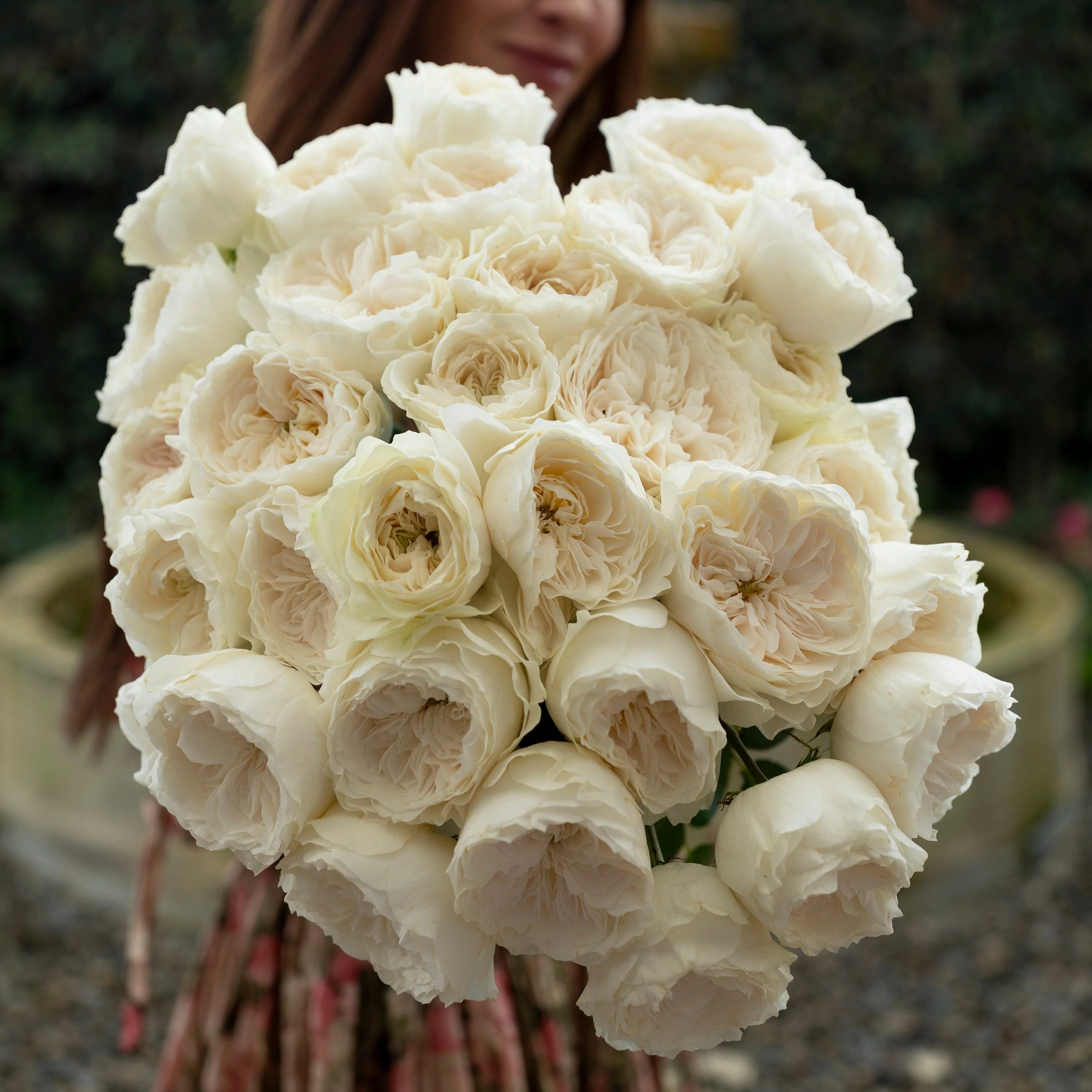 Always in Bloom™ Garden Rose Subscription - Image 14