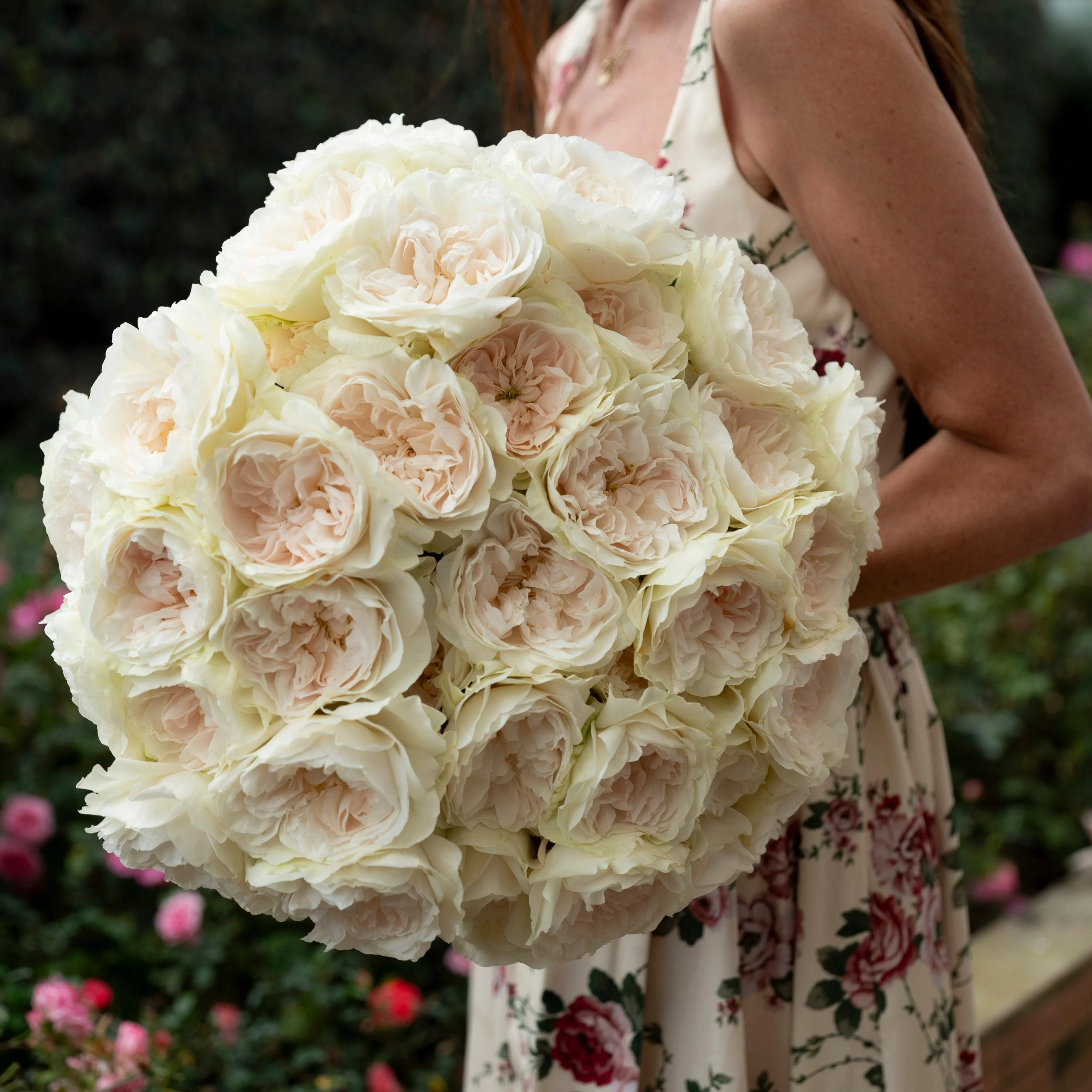 Always in Bloom™ Garden Rose Subscription - Image 16