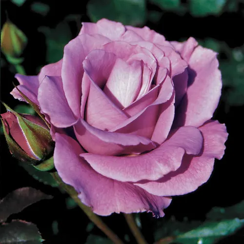 Angel Face Potted Rose Bush - Image 3