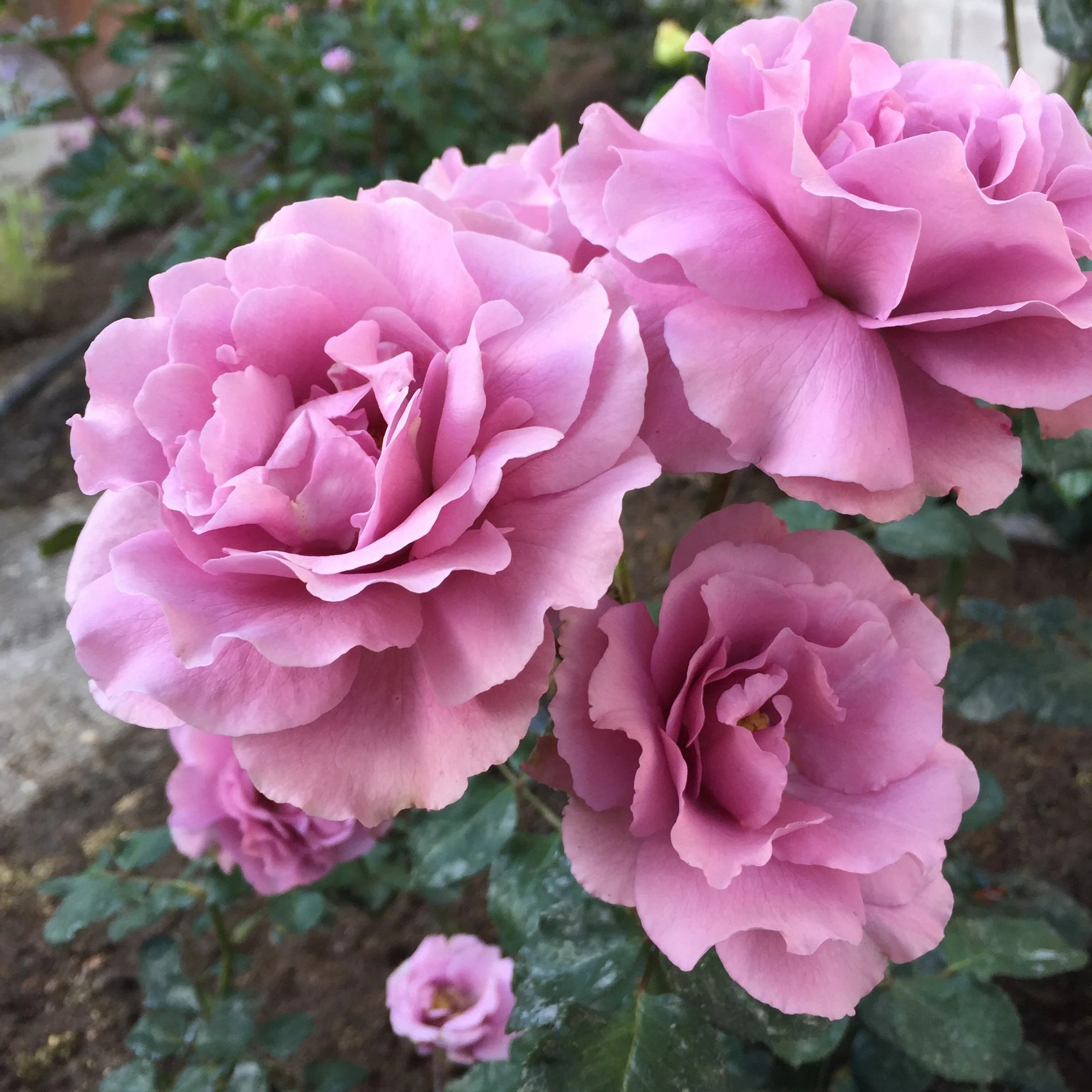 Angel Face Potted Rose Bush - Image 4