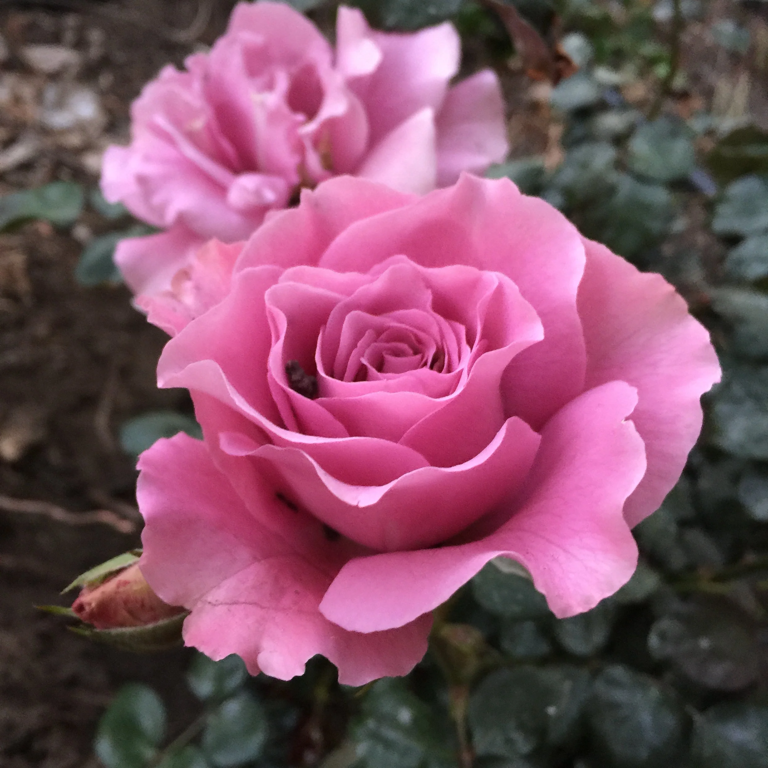 Angel Face Potted Rose Bush - Image 5