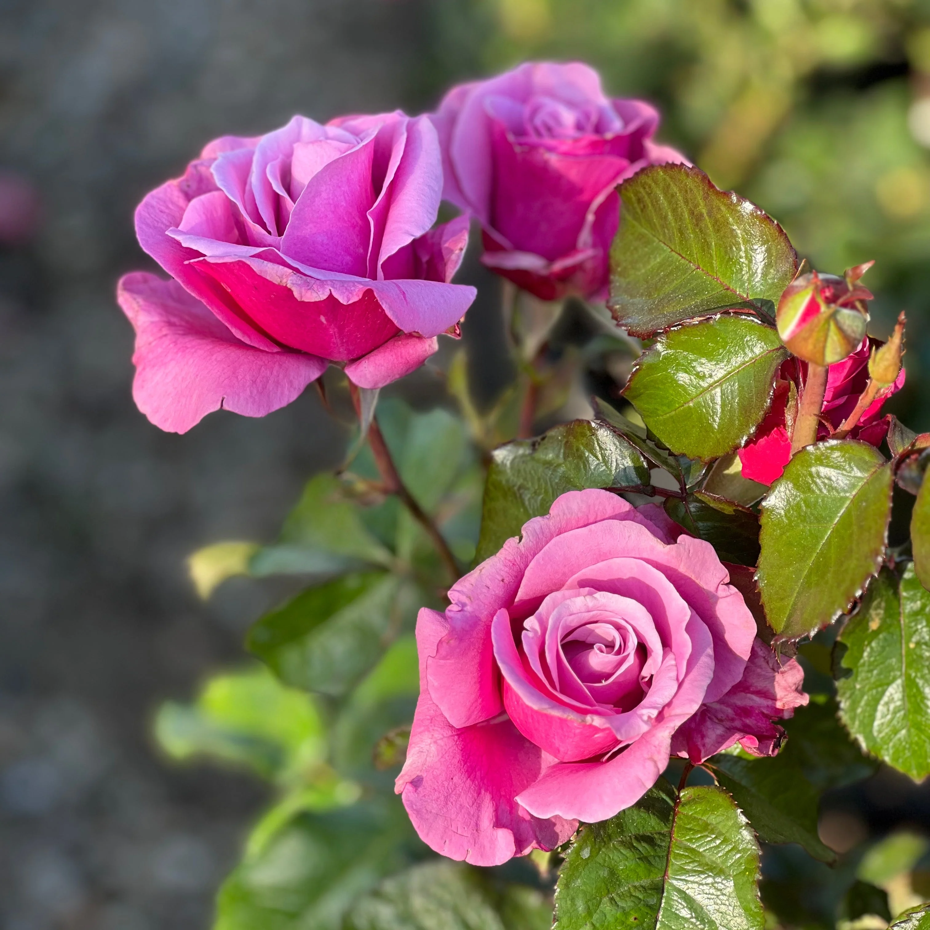 Barbra Streisand Bare Root Rose Bush - Image 5