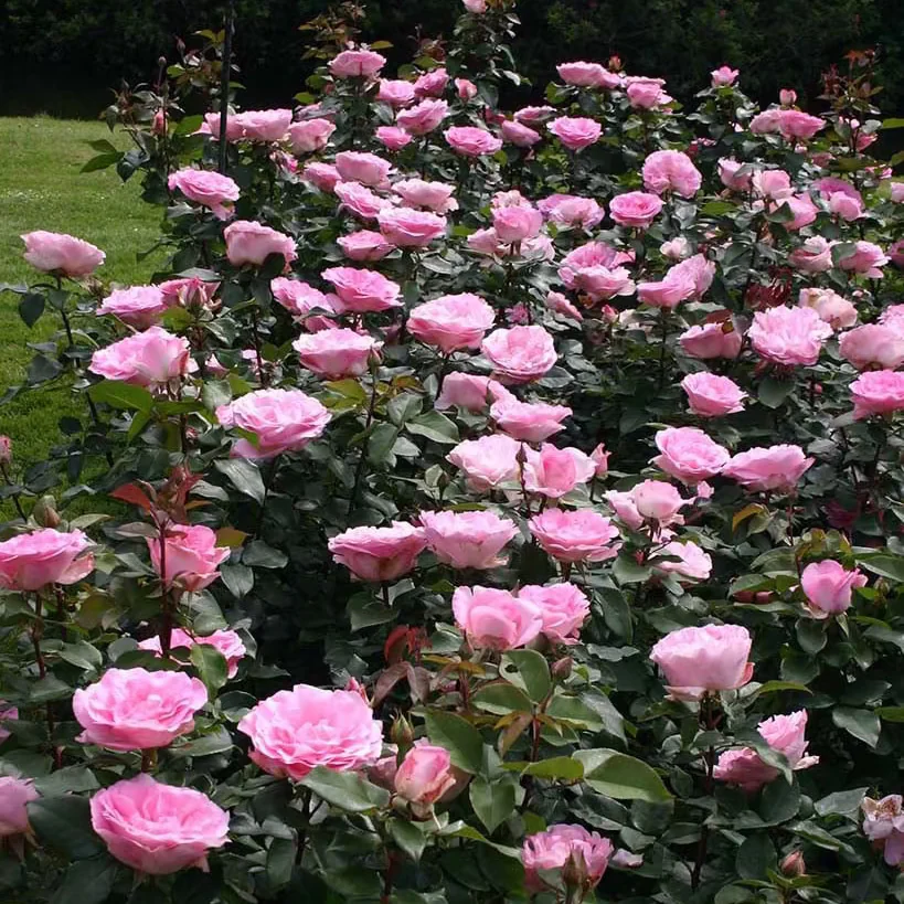 Eleganza® Beverly™  Potted Rose Bush - Image 3