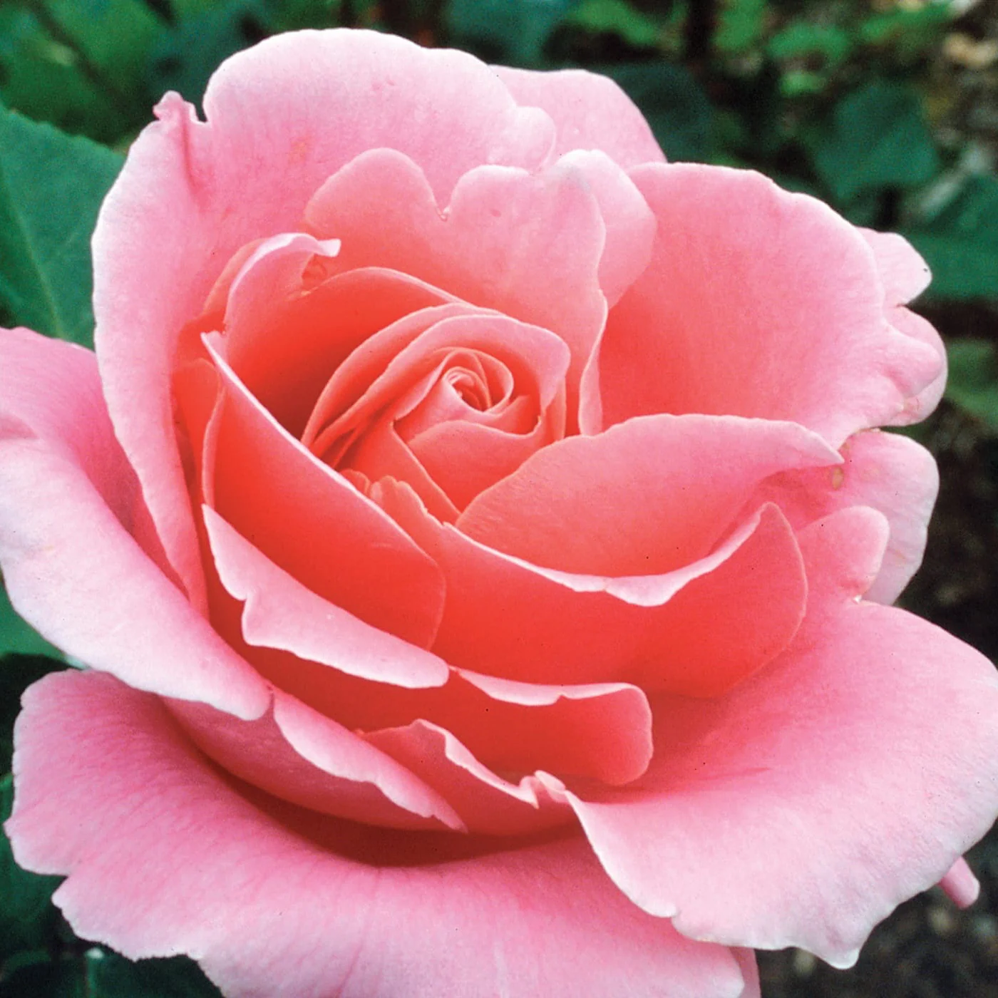 The Grace Rose Farm Estate Sale