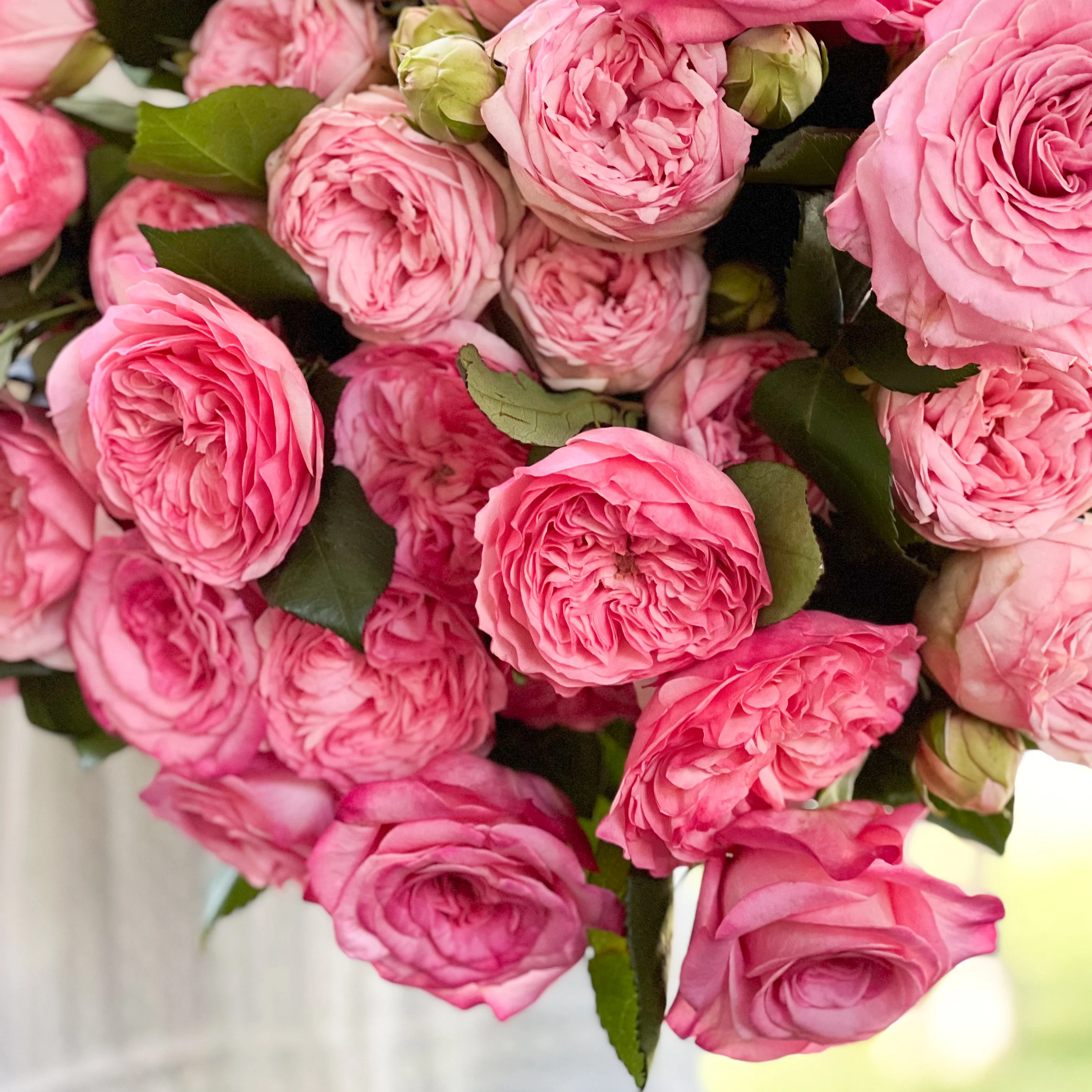 Classic Pinks Garden Rose Bundle - Image 4