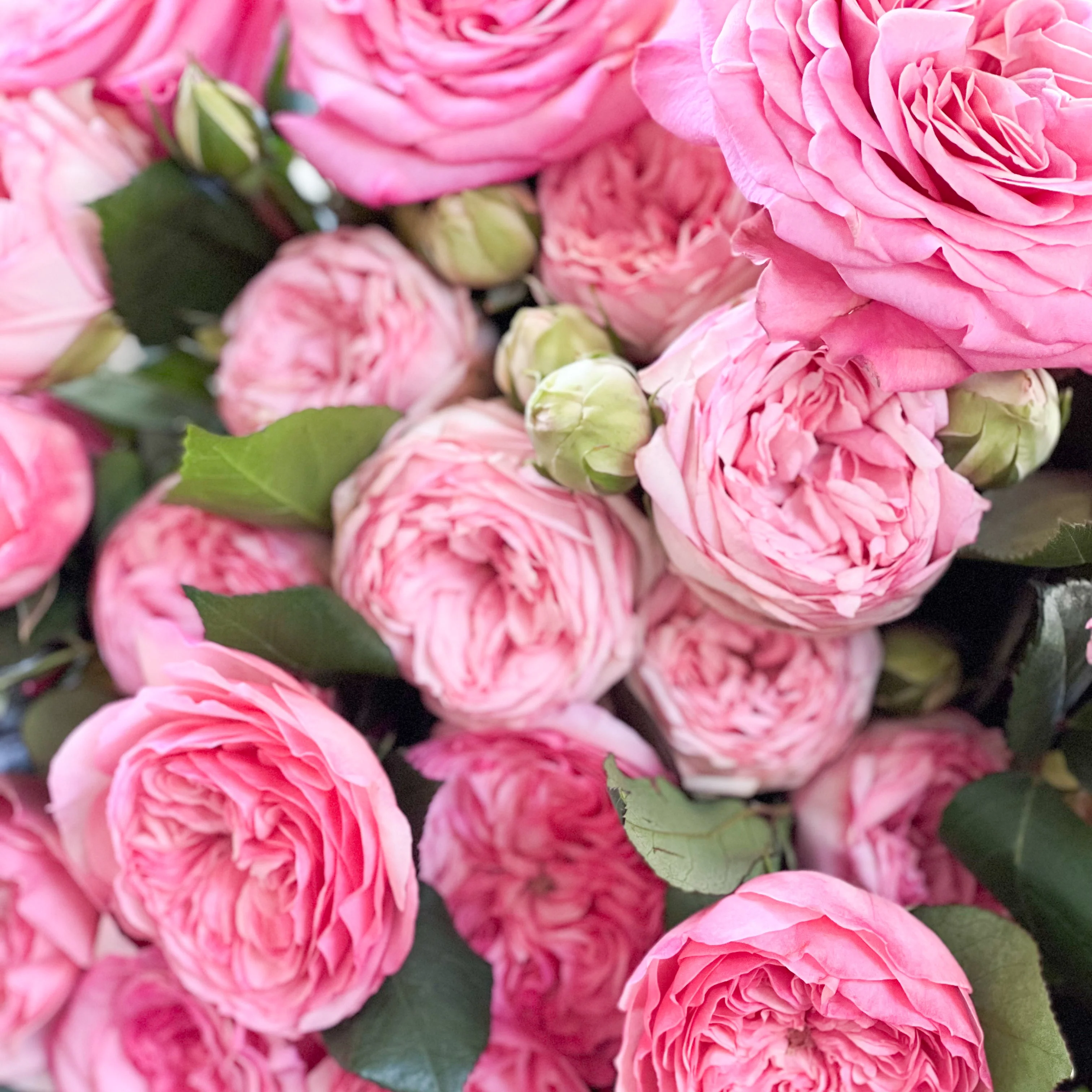 Classic Pinks Garden Rose Bundle - Image 5