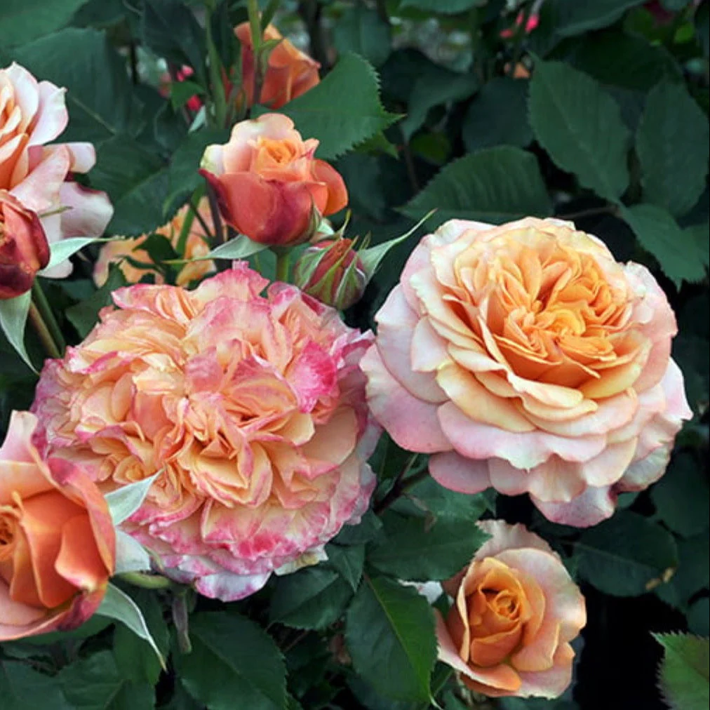 Sunbelt® Crazy Love™ Potted Rose Bush - Image 3