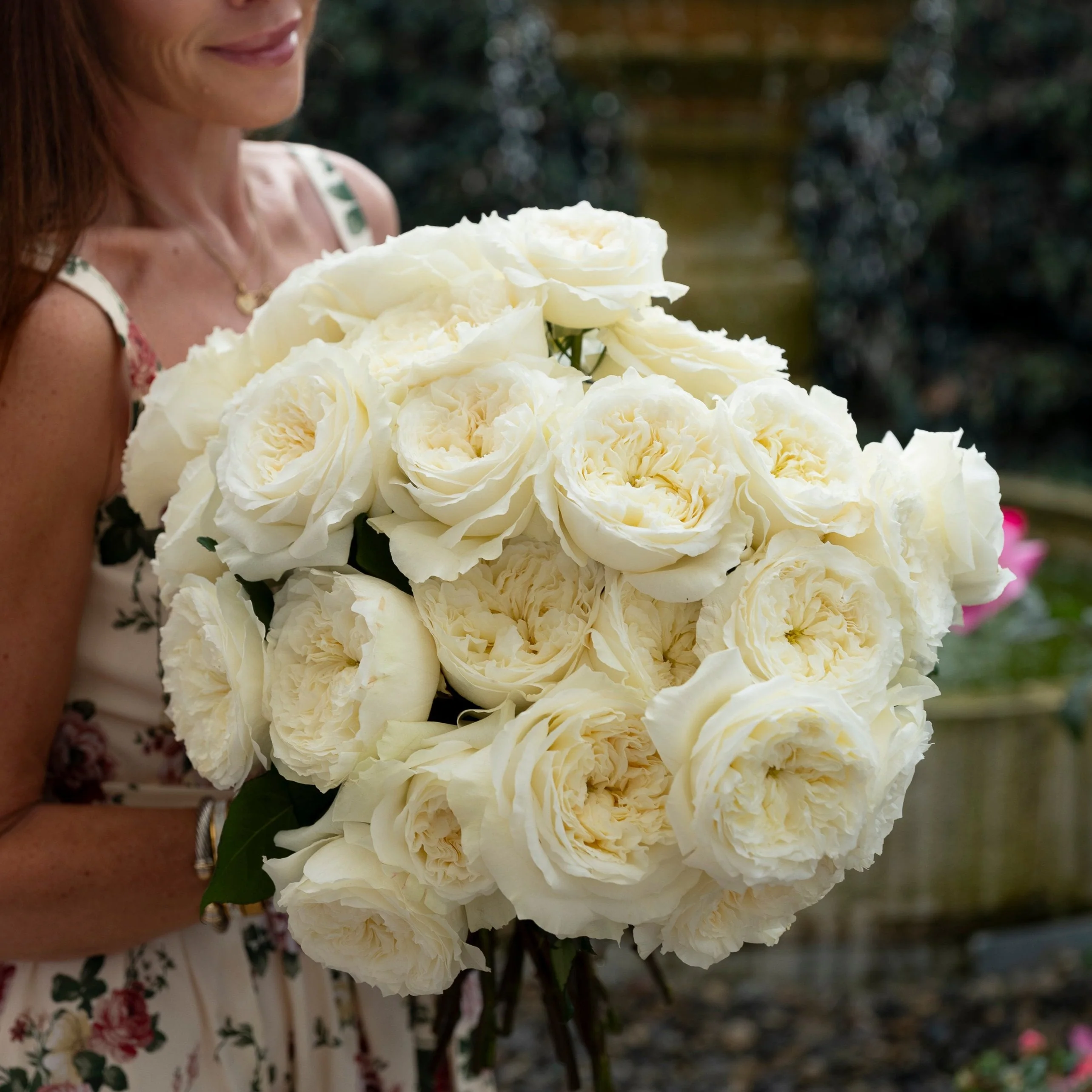 David Austin® Always in Bloom™ Subscription - Image 12