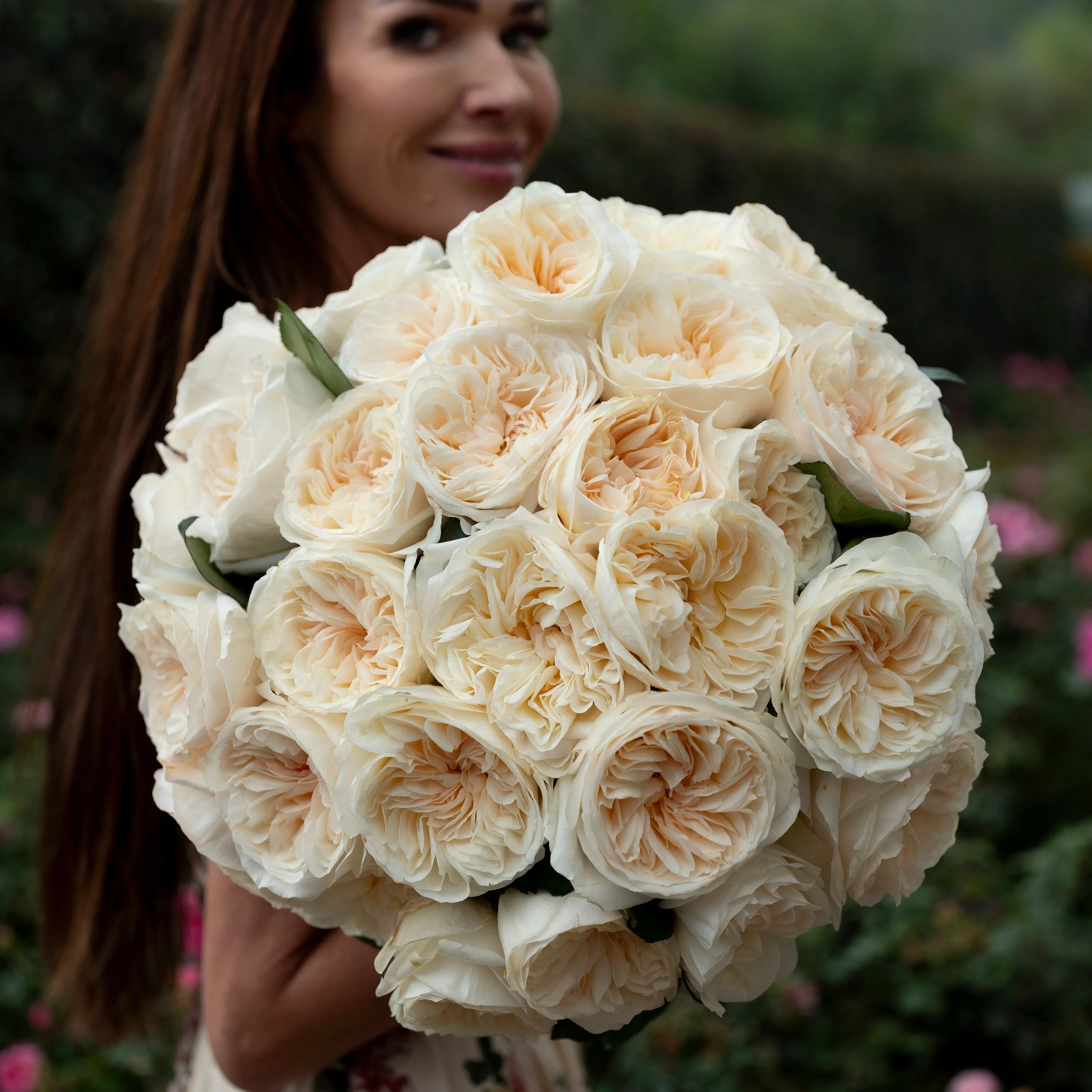 David Austin® Always in Bloom™ Subscription - Image 13