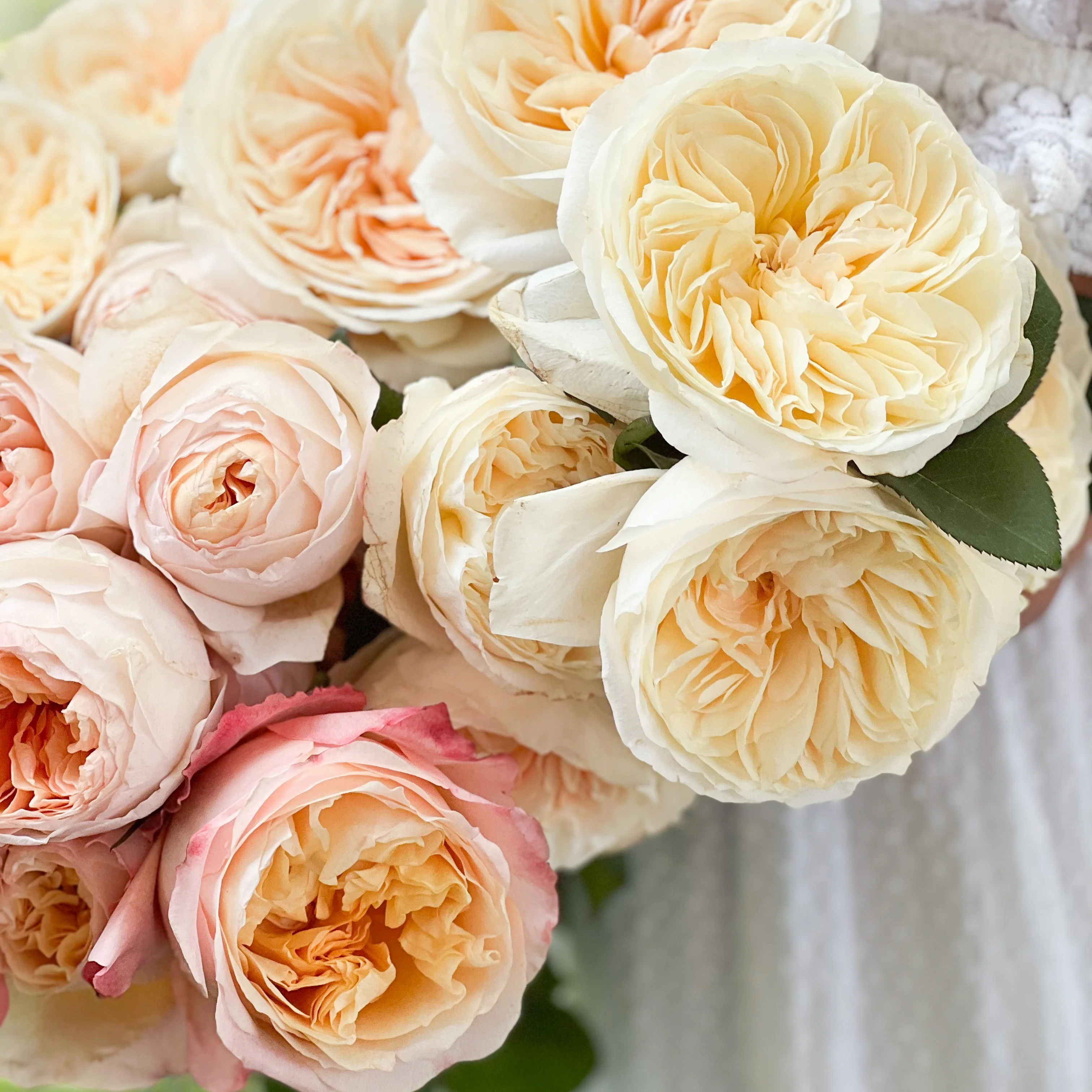 David Austin® Peaches and Cream Garden Rose Bundle - Image 3