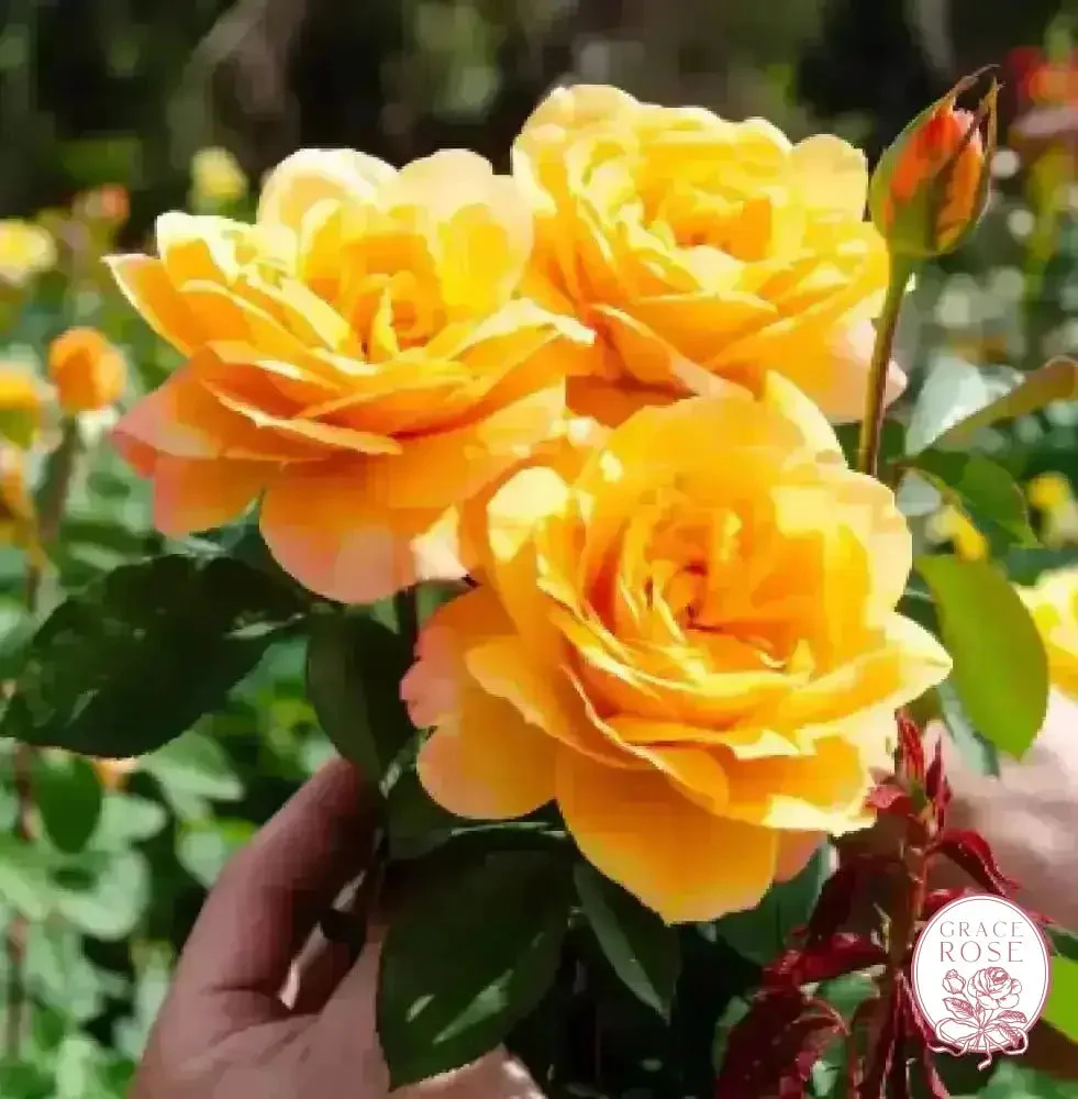 Doris Day Potted Tree Rose - Image 3