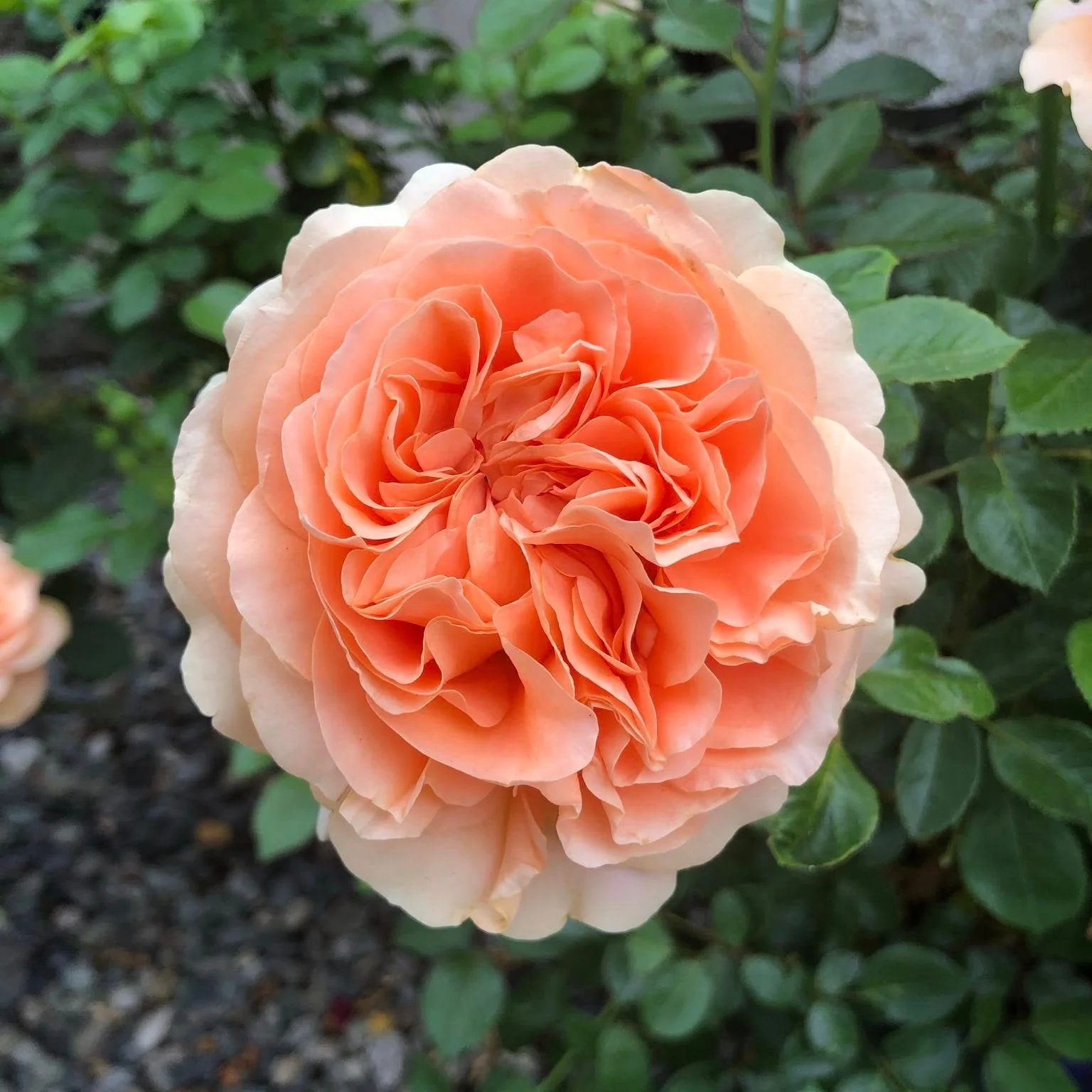 Double Ambre Bare Root Rose Bush - Image 9