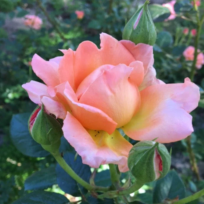 Elle® Potted Rose Bush - Image 4