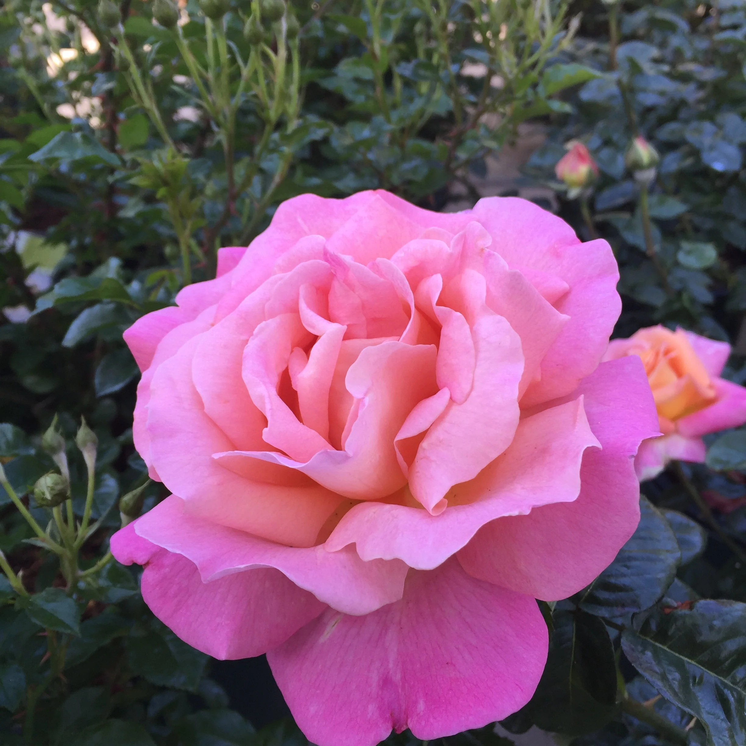 Elle® Potted Rose Bush - Image 5