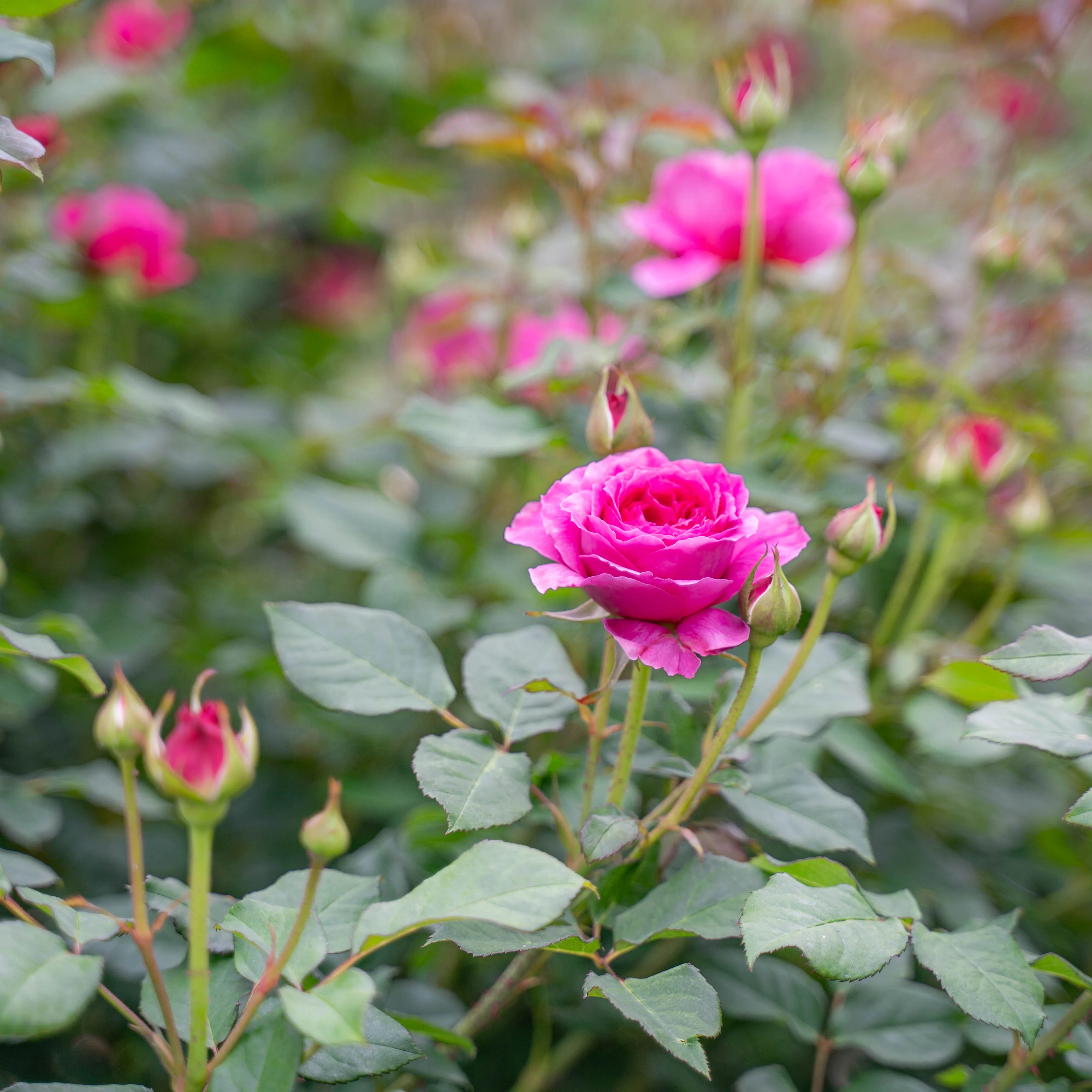 David Austin® Gabriel Oak Potted Rose Bush - Image 6