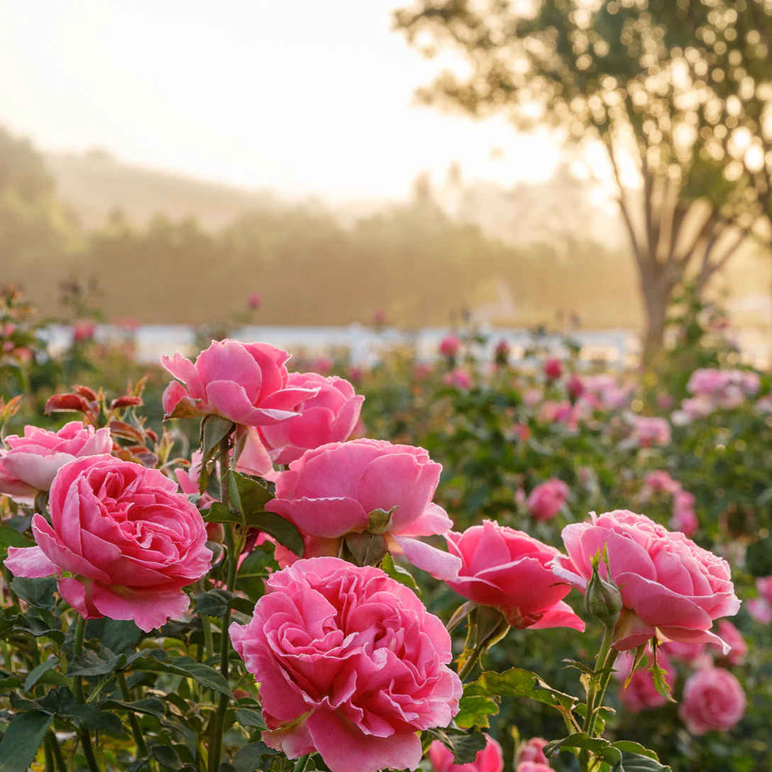 GARDEN ROSES: The Complete Guide to Growing & Arranging Spectacular Blooms *Signed Copy* - Image 6