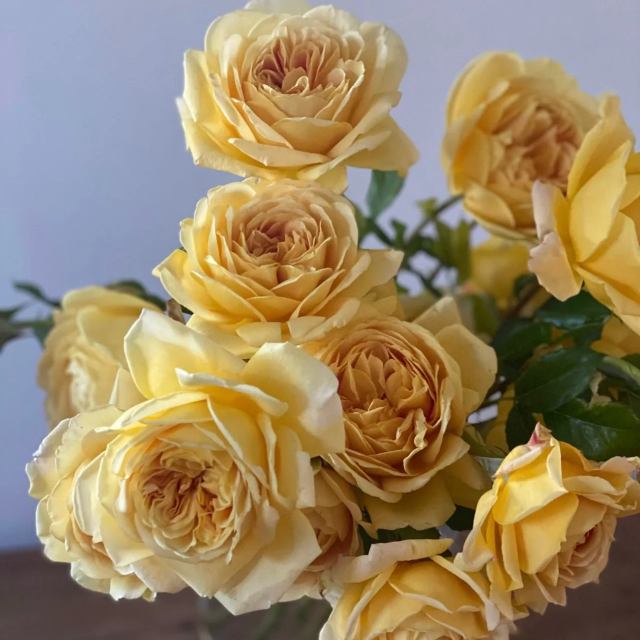 David Austin® Golden Celebration® Potted Climbing Rose - Image 4