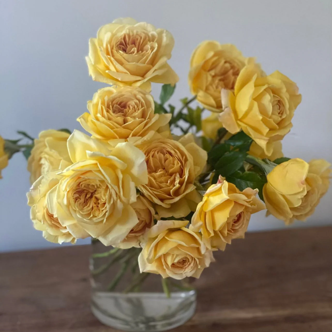 David Austin® Golden Celebration® Potted Climbing Rose - Image 5