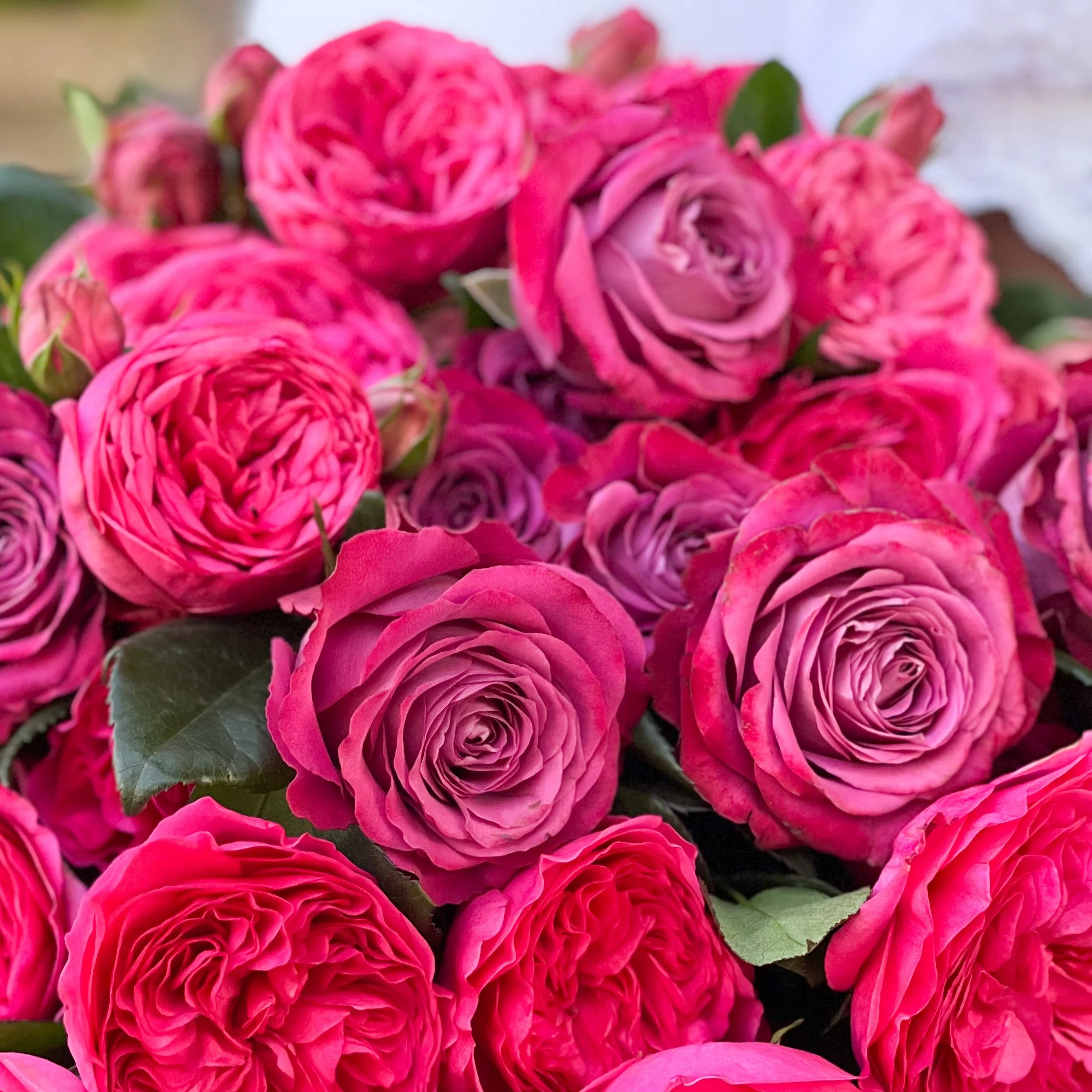 Jewel Tones Garden Rose Bundle - Image 3