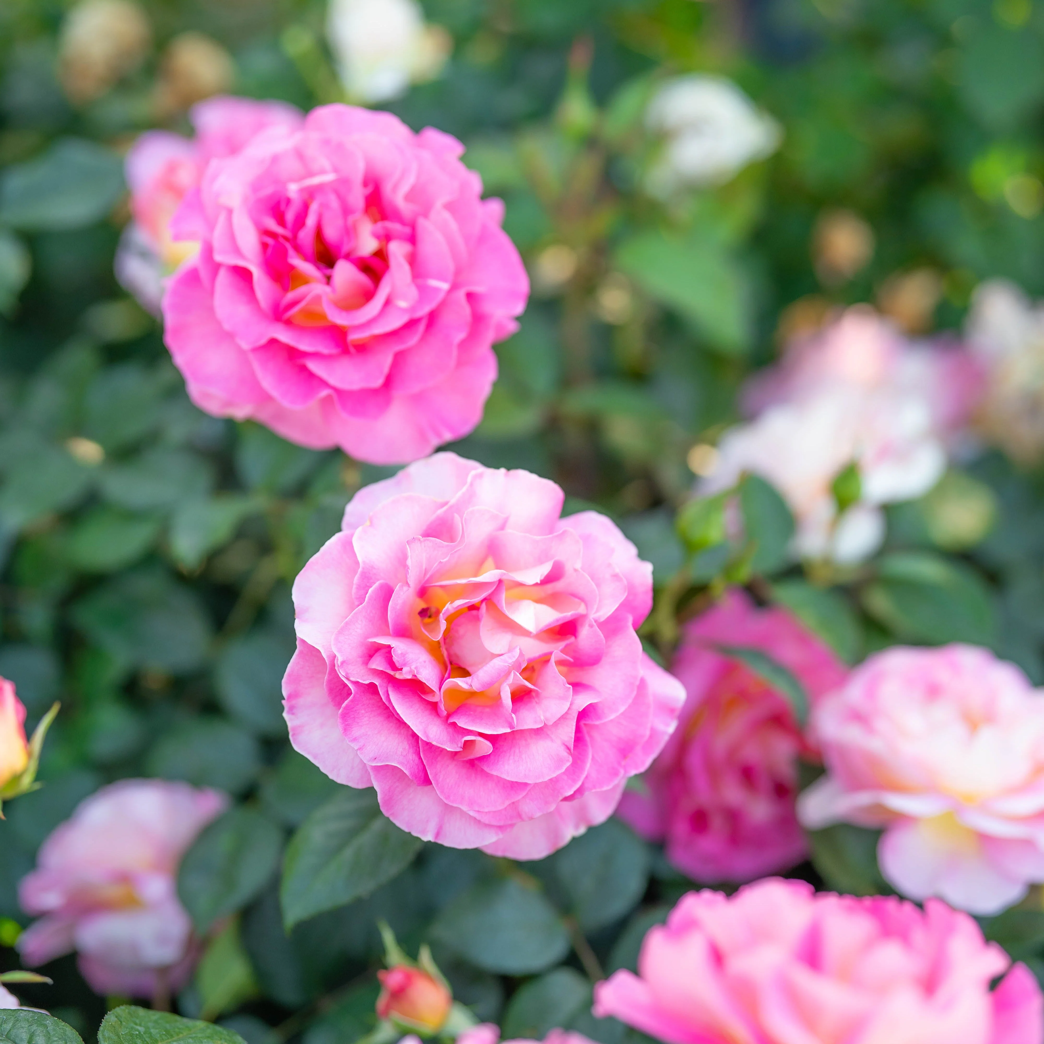 Julie Andrews Potted Rose Bush - Image 3