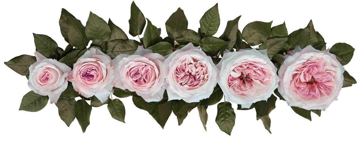 David Austin® Keira™ Bouquet - Image 8