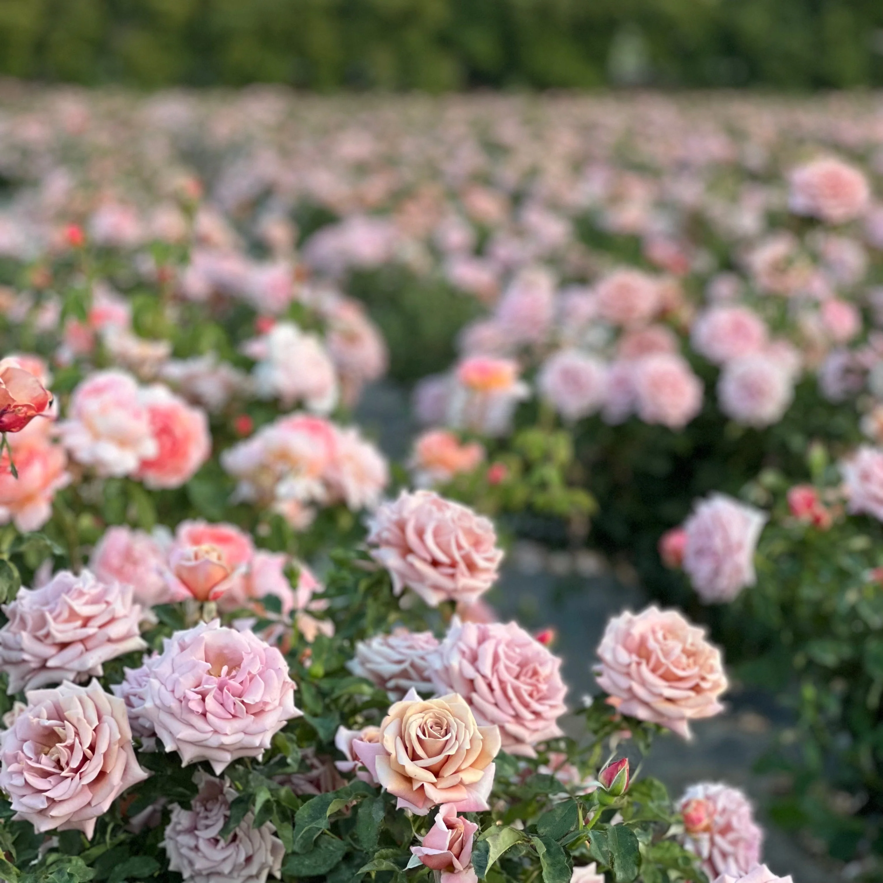 KoKo Loko™ Potted Tree Rose - Image 3