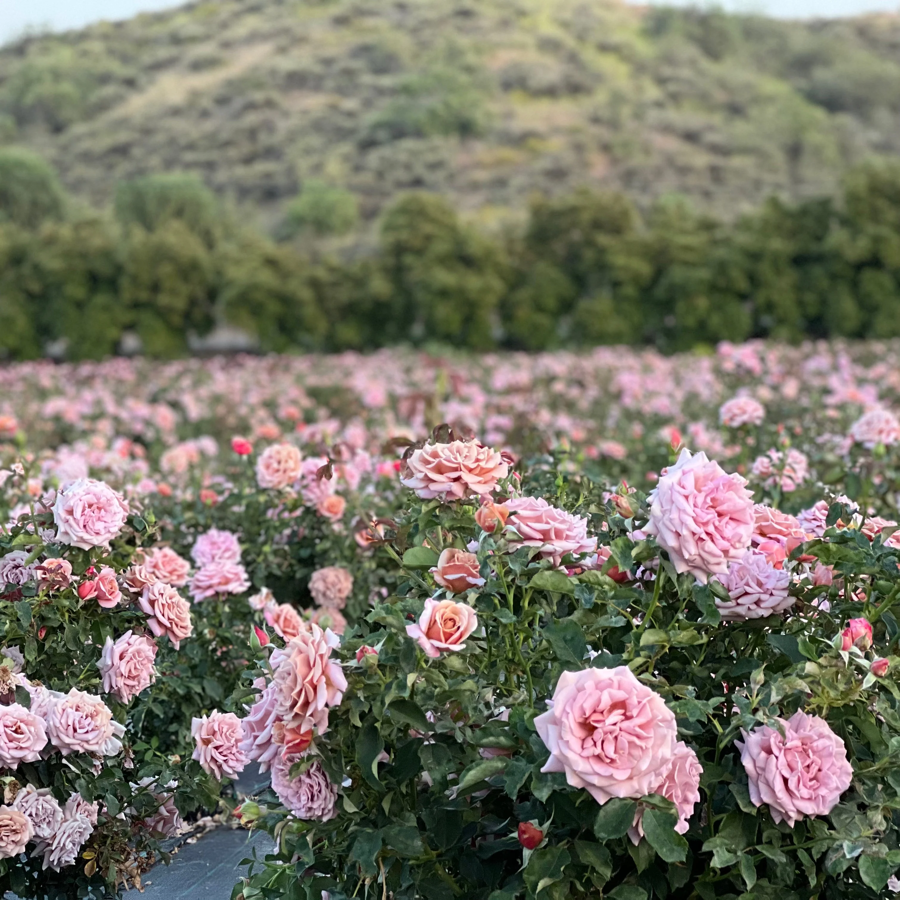 KoKo Loko™ Potted Tree Rose - Image 4
