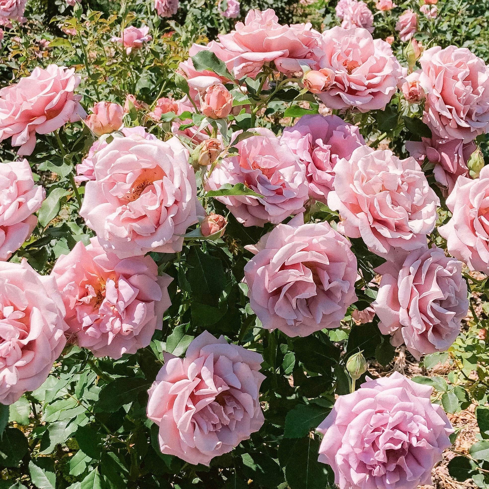 KoKo Loko™ Potted Tree Rose - Image 8