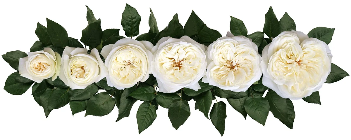 David Austin® Leonora™ Bouquet - Image 3