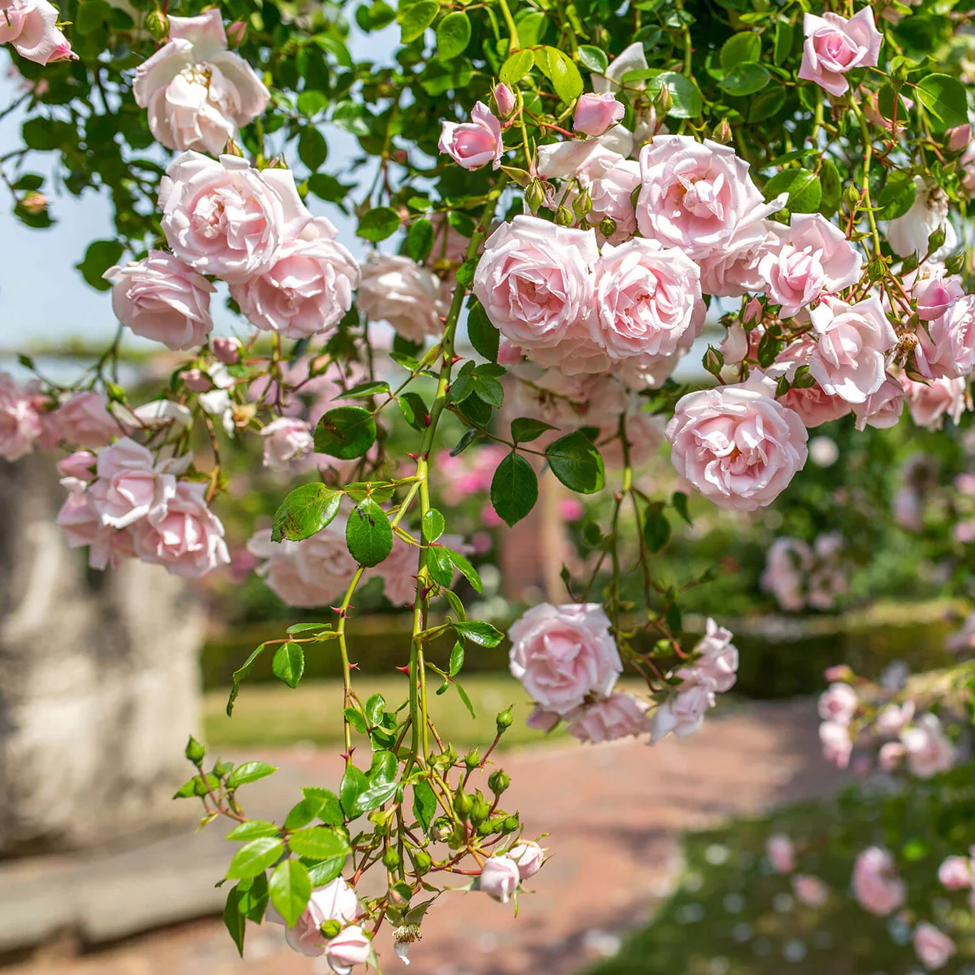 New Dawn Bare Root Climbing Rose - Image 4