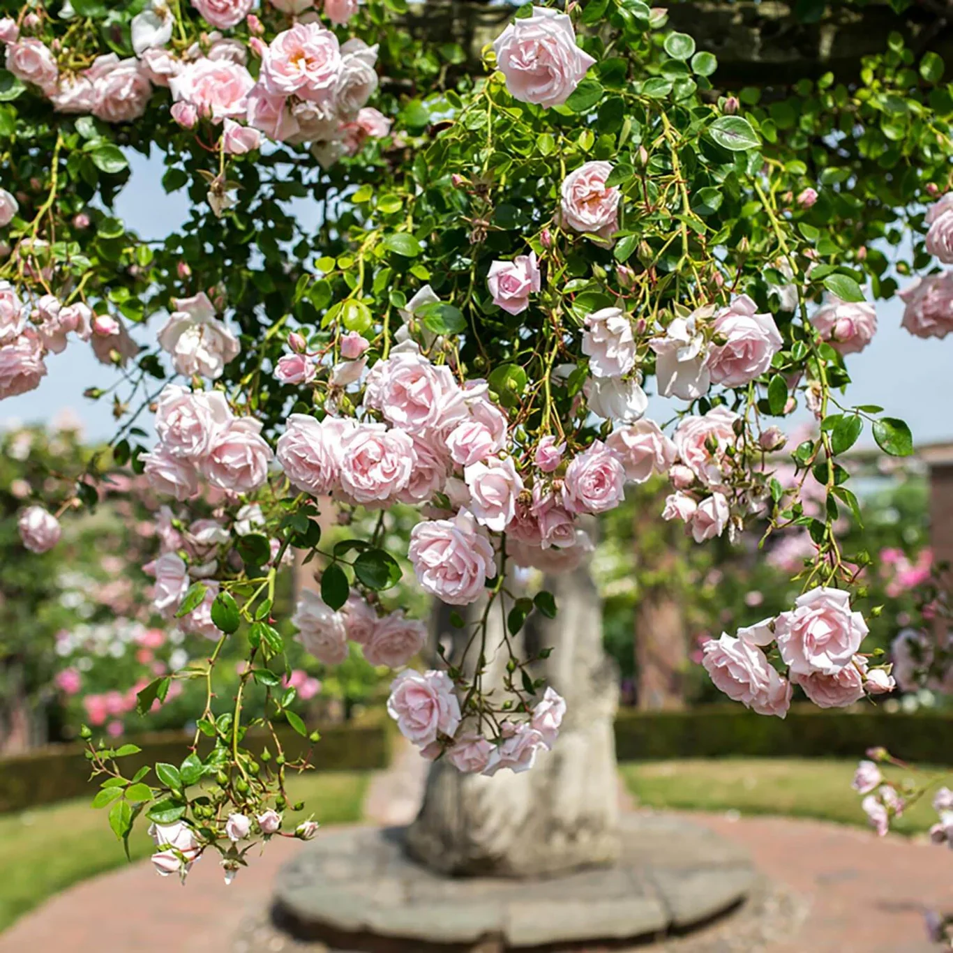 New Dawn Bare Root Climbing Rose - Image 6