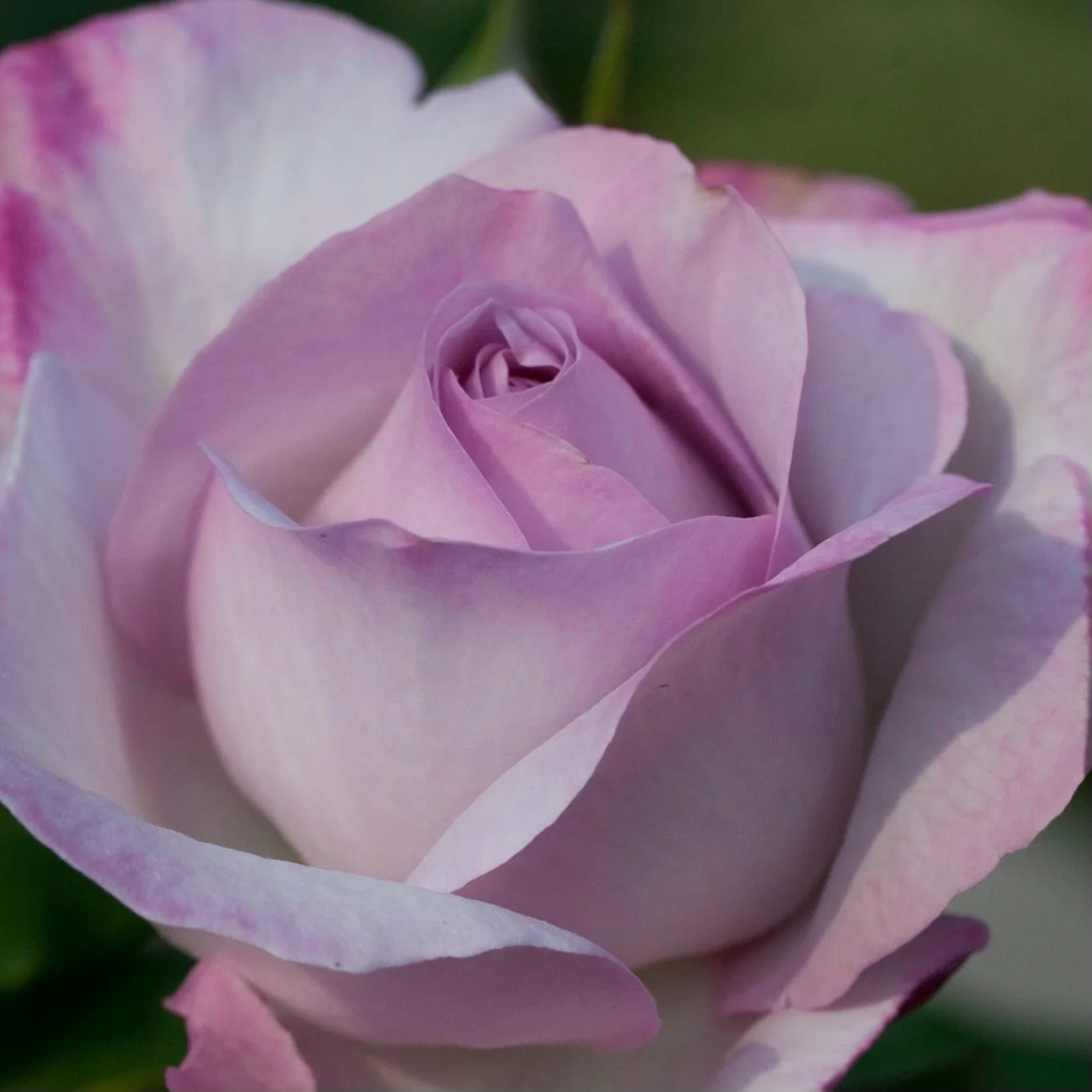 Nicole Carol Miller Potted Rose Bush - Image 5