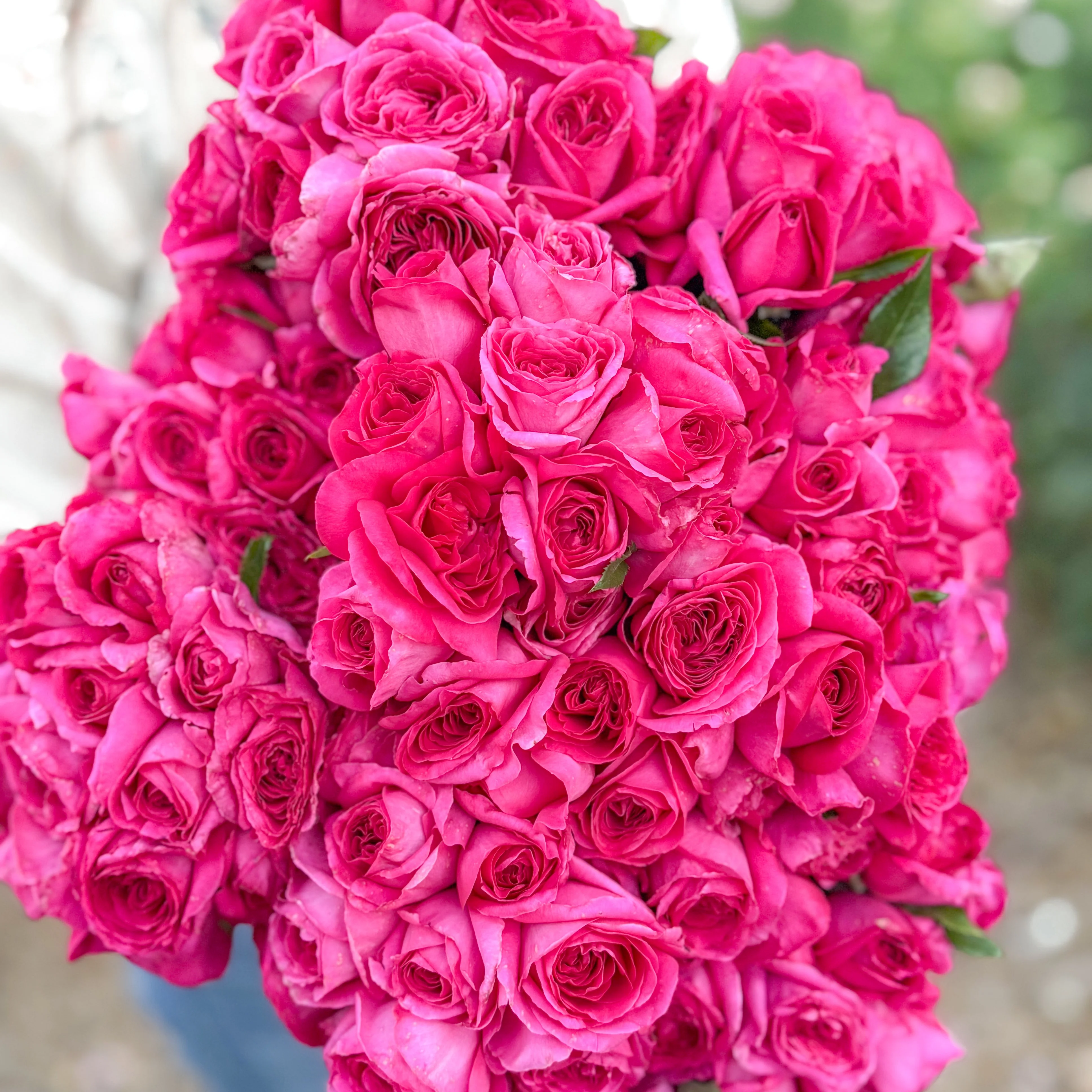 Nothing But Class Bare Root Rose Bush - Image 4