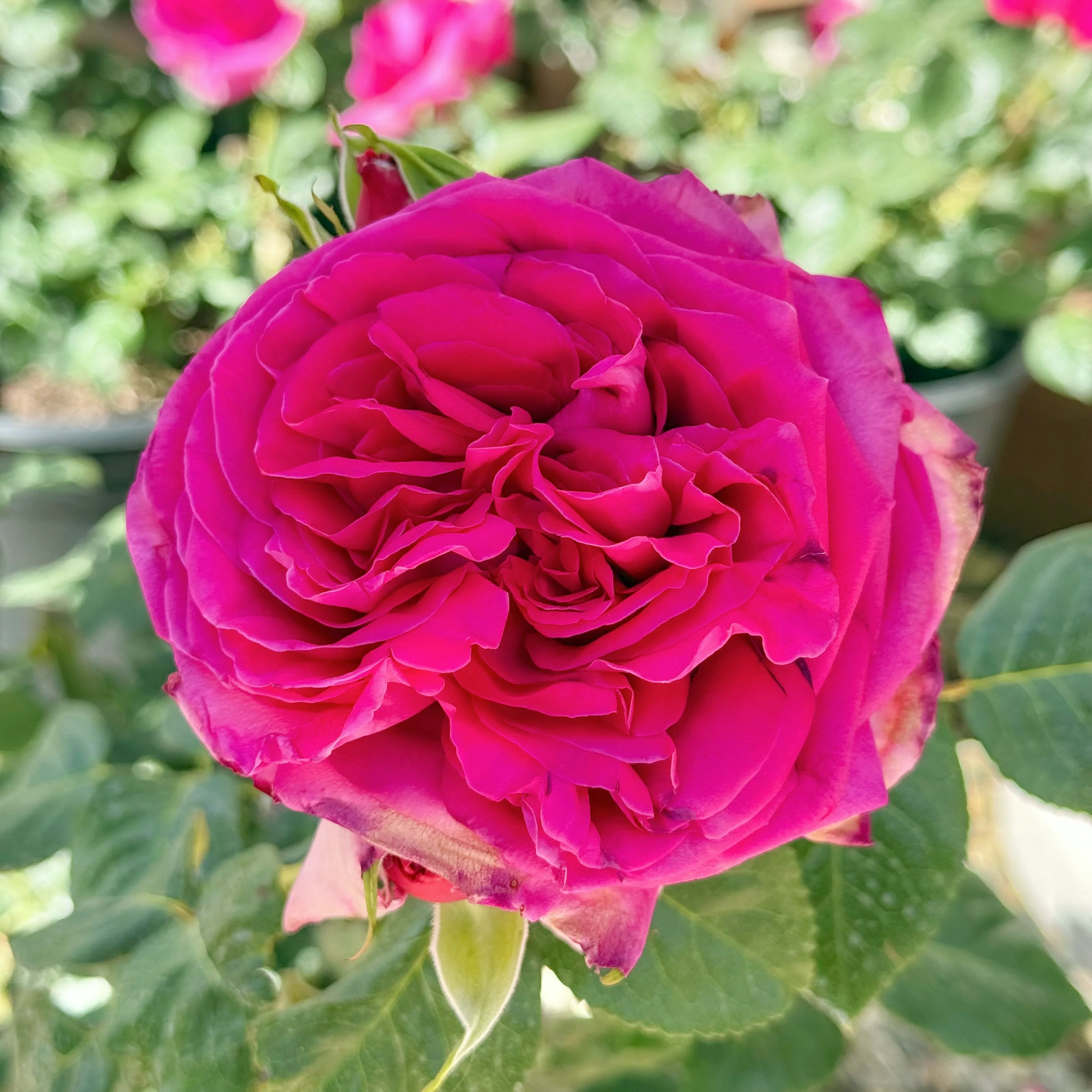 Nothing But Class Bare Root Rose Bush - Image 9
