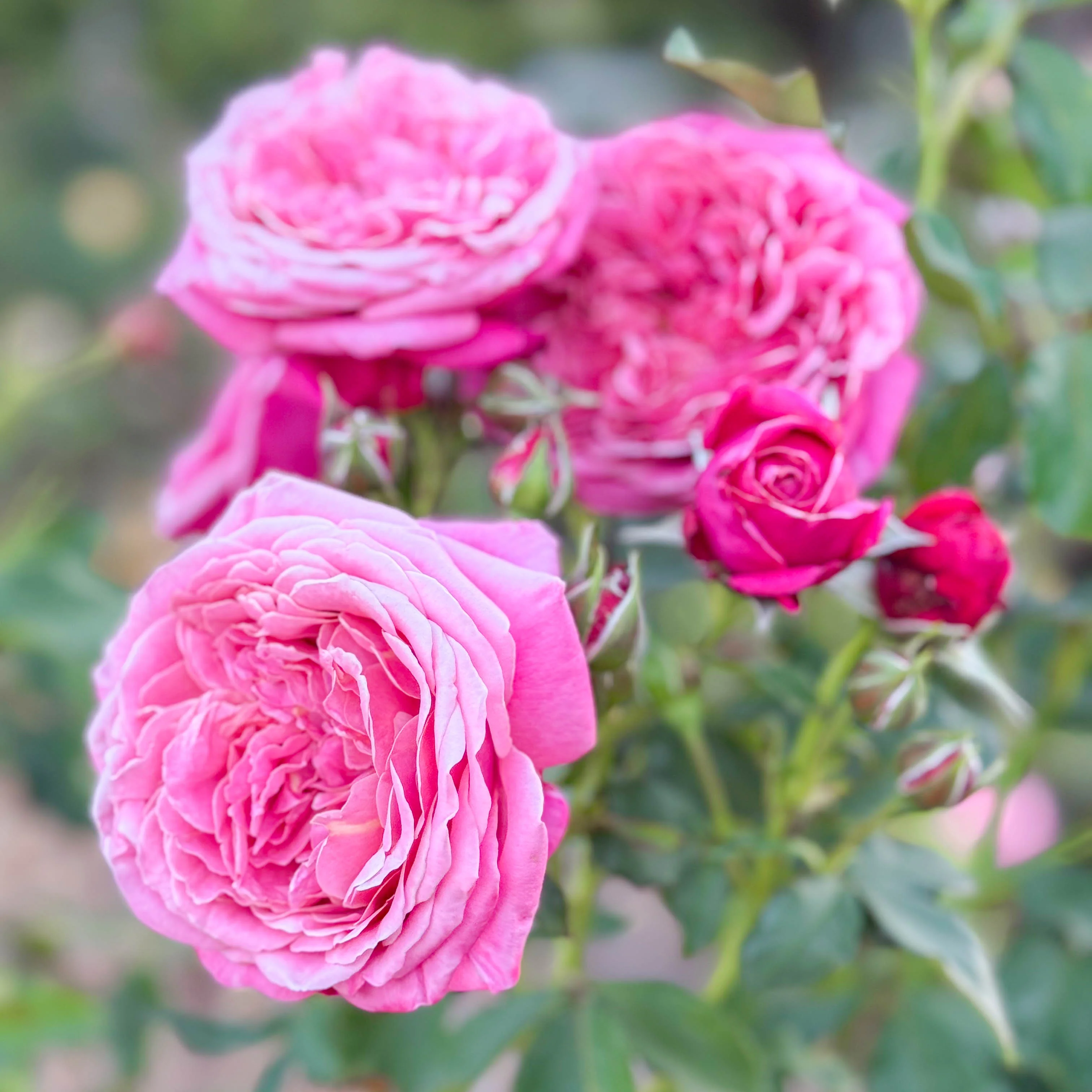 Queen Of Elegance™ Potted Rose Bush - Image 3
