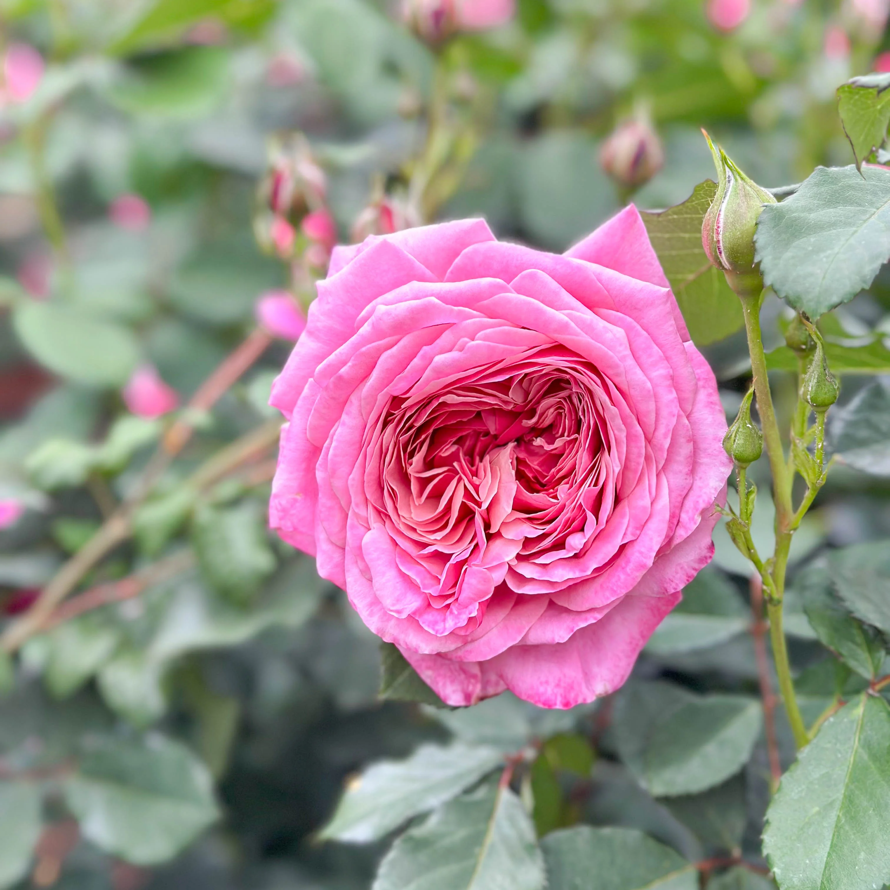 Queen Of Elegance™ Potted Rose Bush - Image 7