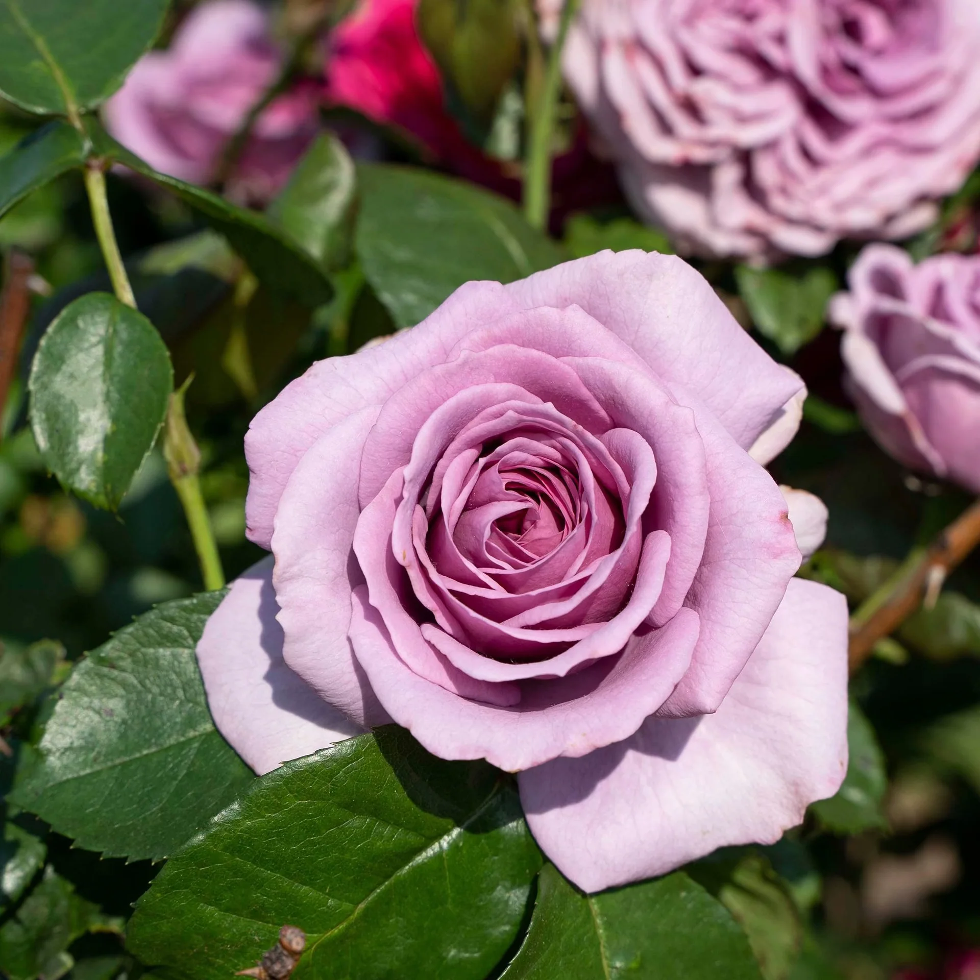 Arborose® Quicksilver™ Potted Climbing Rose - Image 3