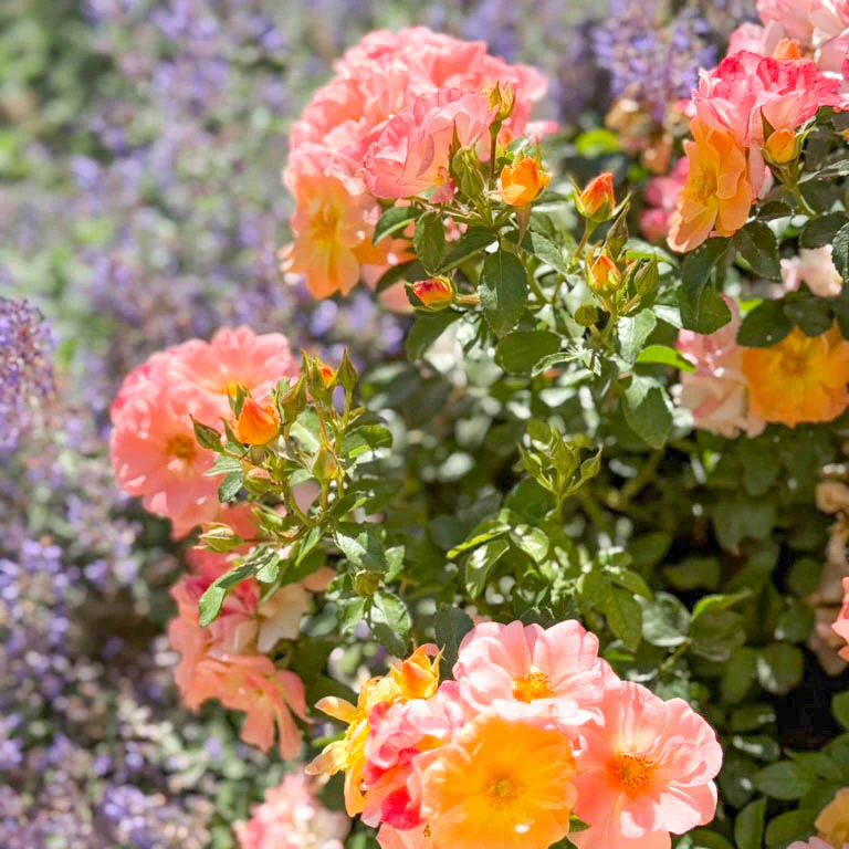 Apricot Drift® Potted Rose Bush - Image 4