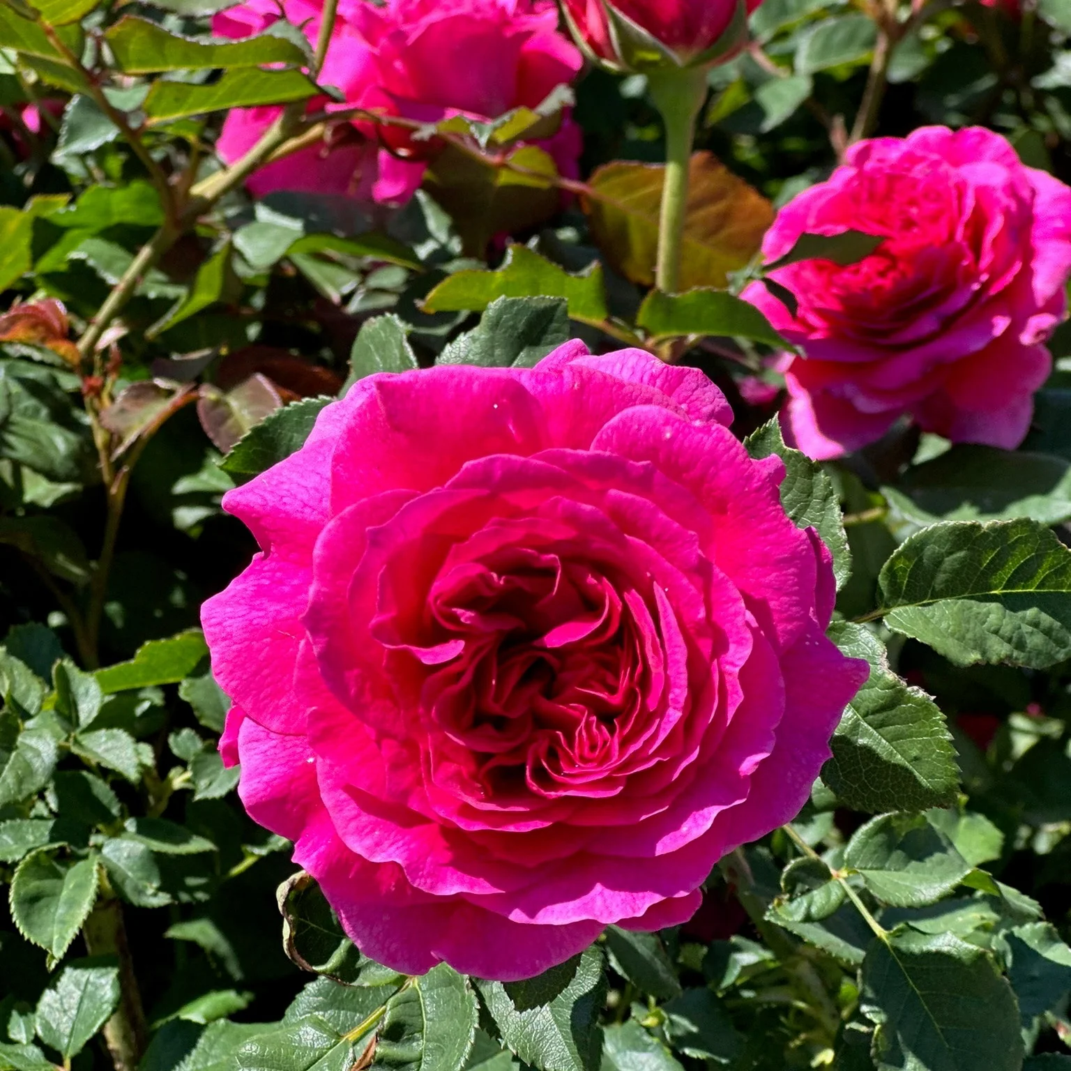 David Austin® Gabriel Oak Potted Rose Bush - Image 4