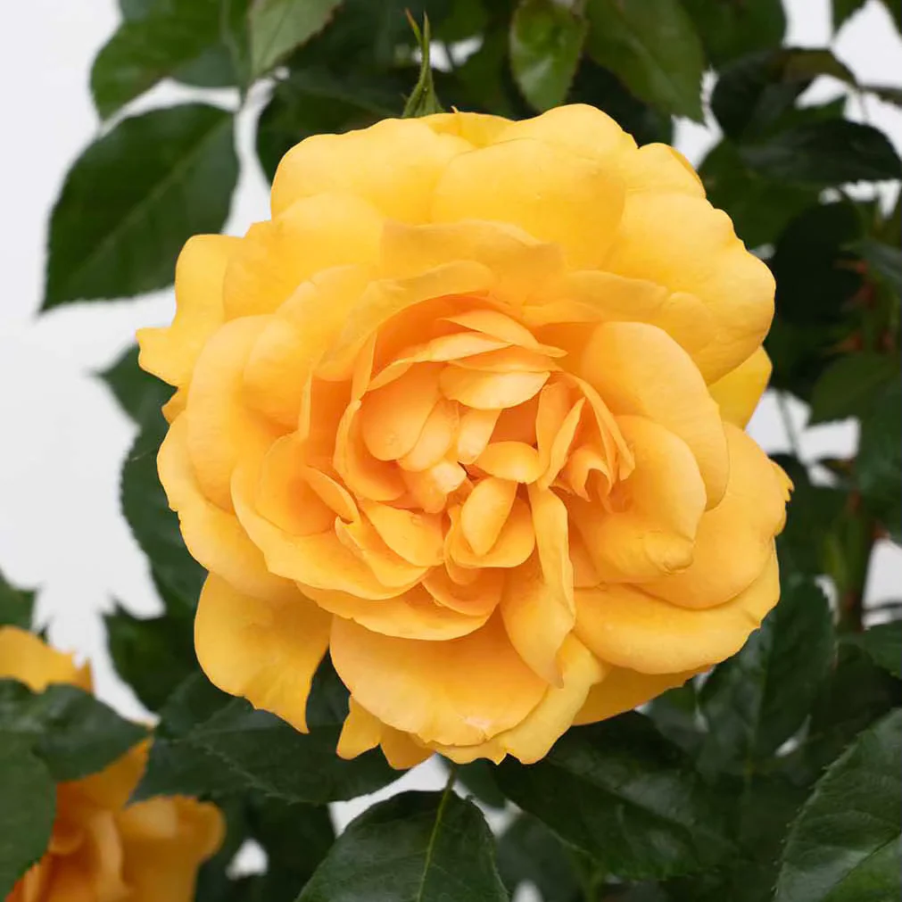 Sunbelt® South Africa® Potted Rose Bush - Image 3