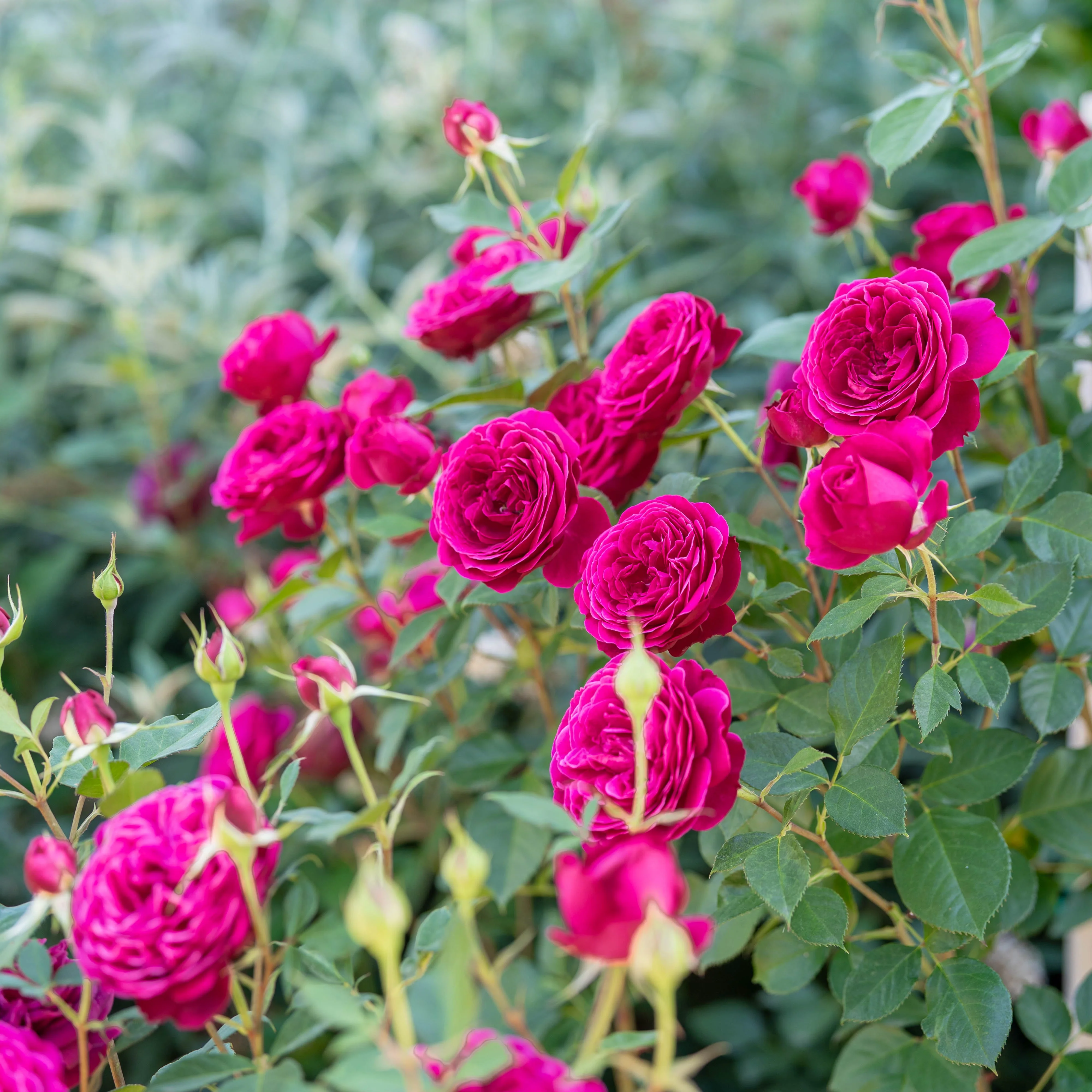 Celestial Night® Potted Tree Rose - Image 3