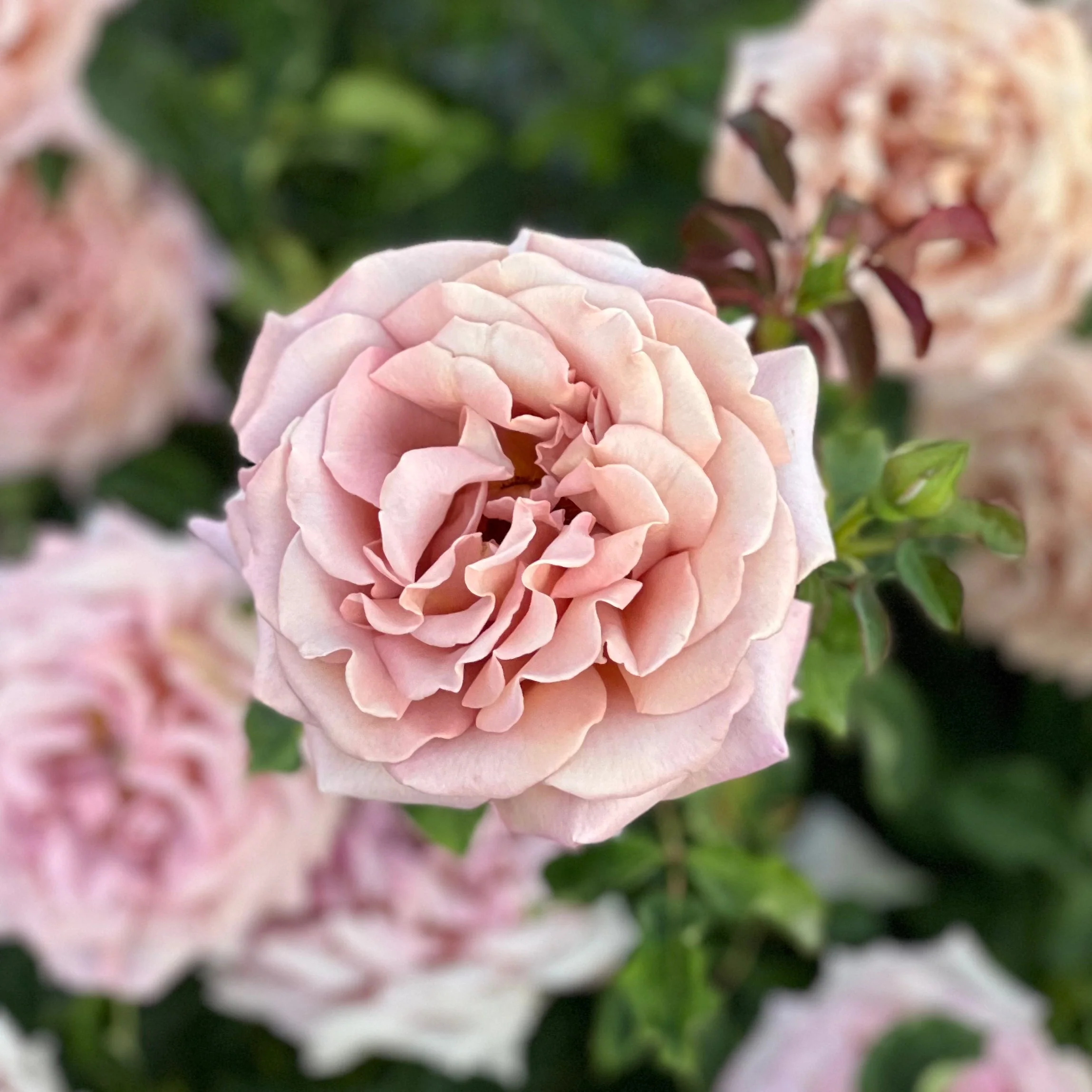 KoKo Loko™ Potted Tree Rose - Image 5