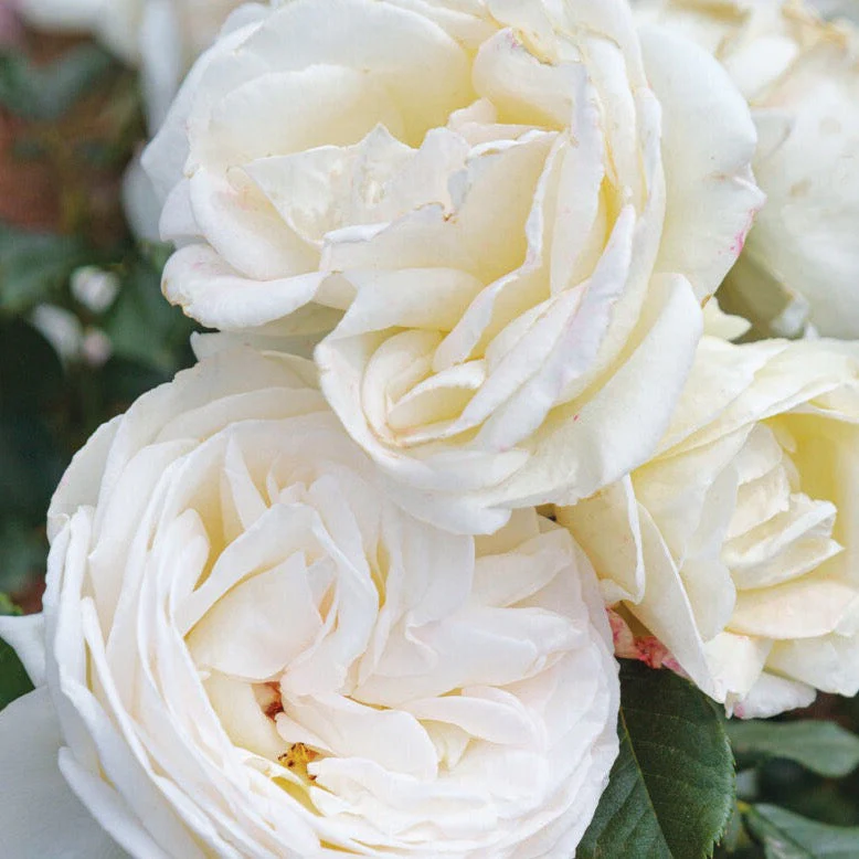 Top Cream™ Potted Rose Bush - Image 3