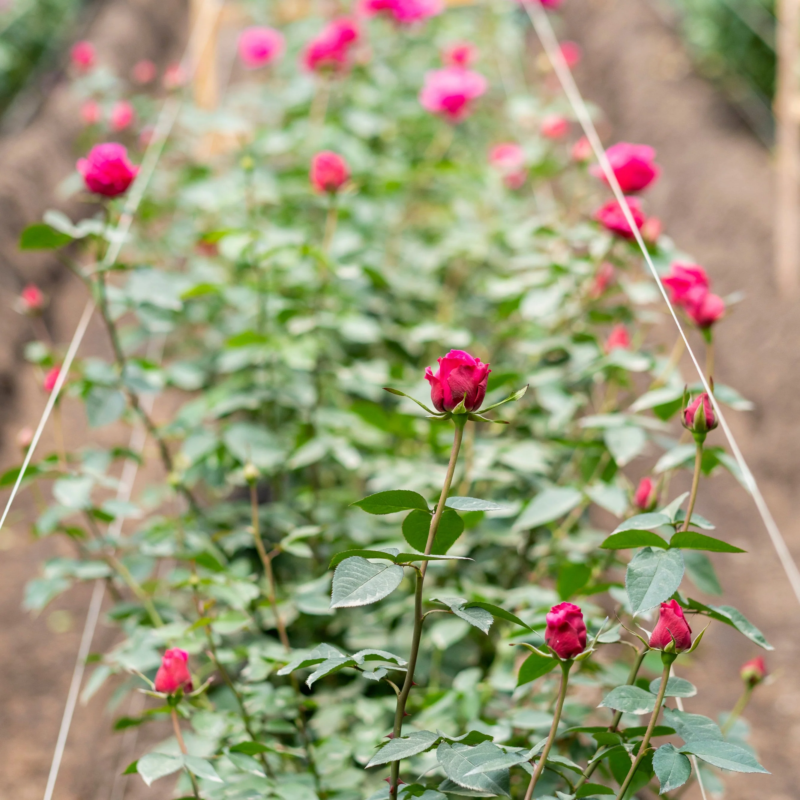 The Rose Immersion - A Colombian Floral Retreat at the World's Finest Rose Farm (Deposit) - Image 16
