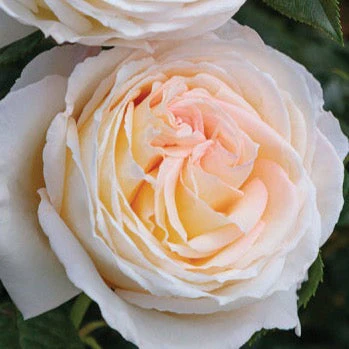Top Cream™ Potted Rose Bush - Image 5