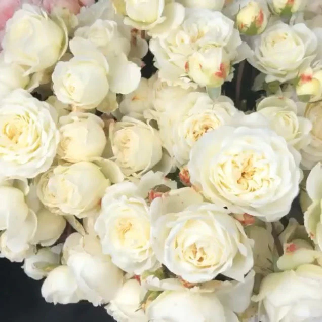 David Austin ® Tranquillity Potted Rose Bush - Image 10