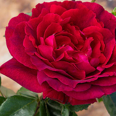 New Bare Root Roses for 2026