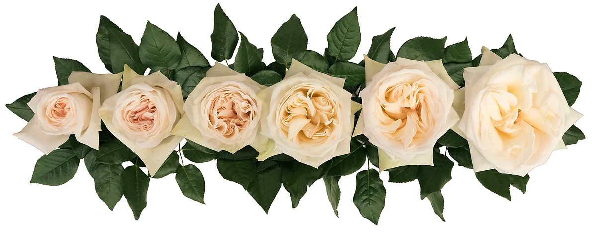 White O'Hara® Bouquet - Image 5